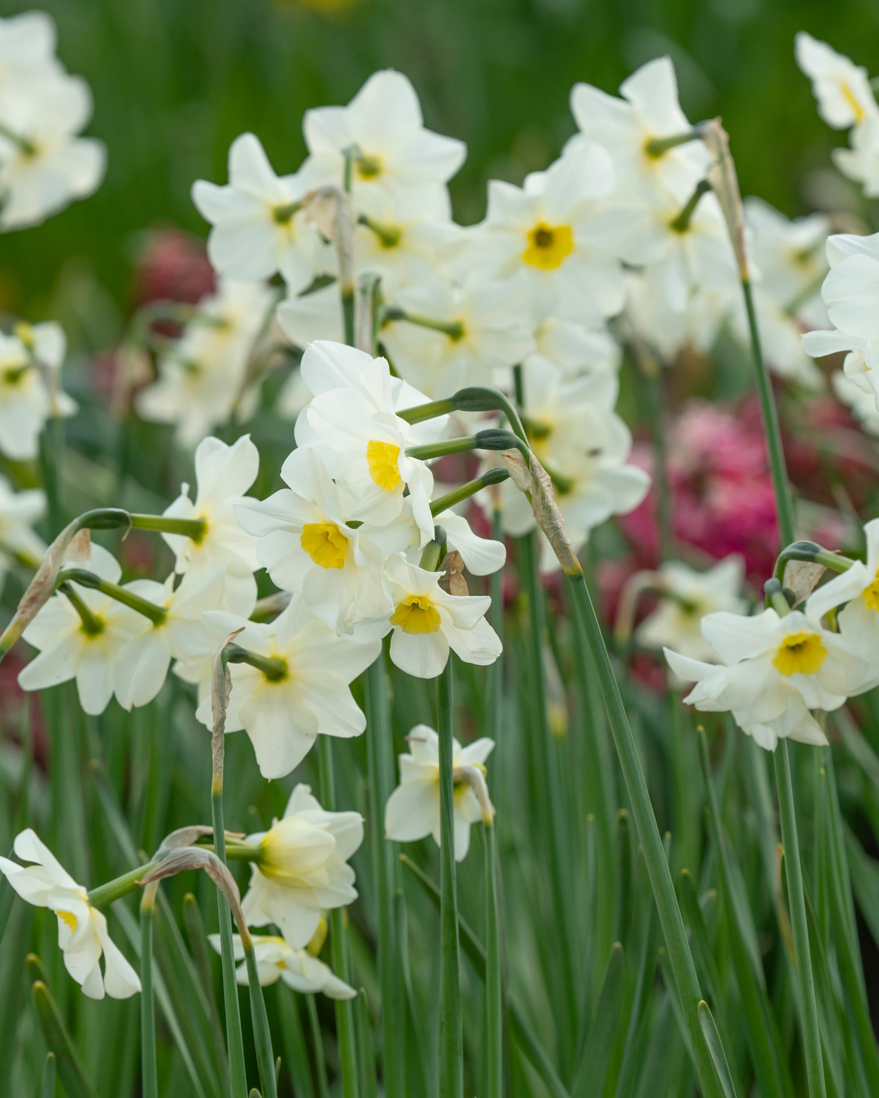 Narcissus 'Lieke' - Image 11