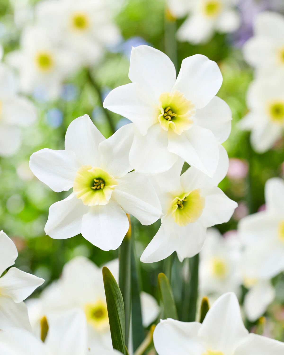 Narcissus 'Lieke' - Image 3