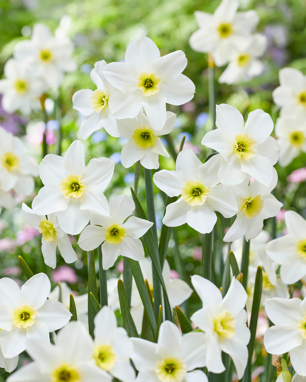 Narcissus 'Lieke' - Image 7