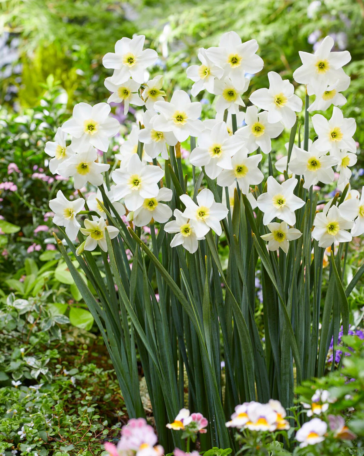 Narcissus 'Lieke' - Image 8