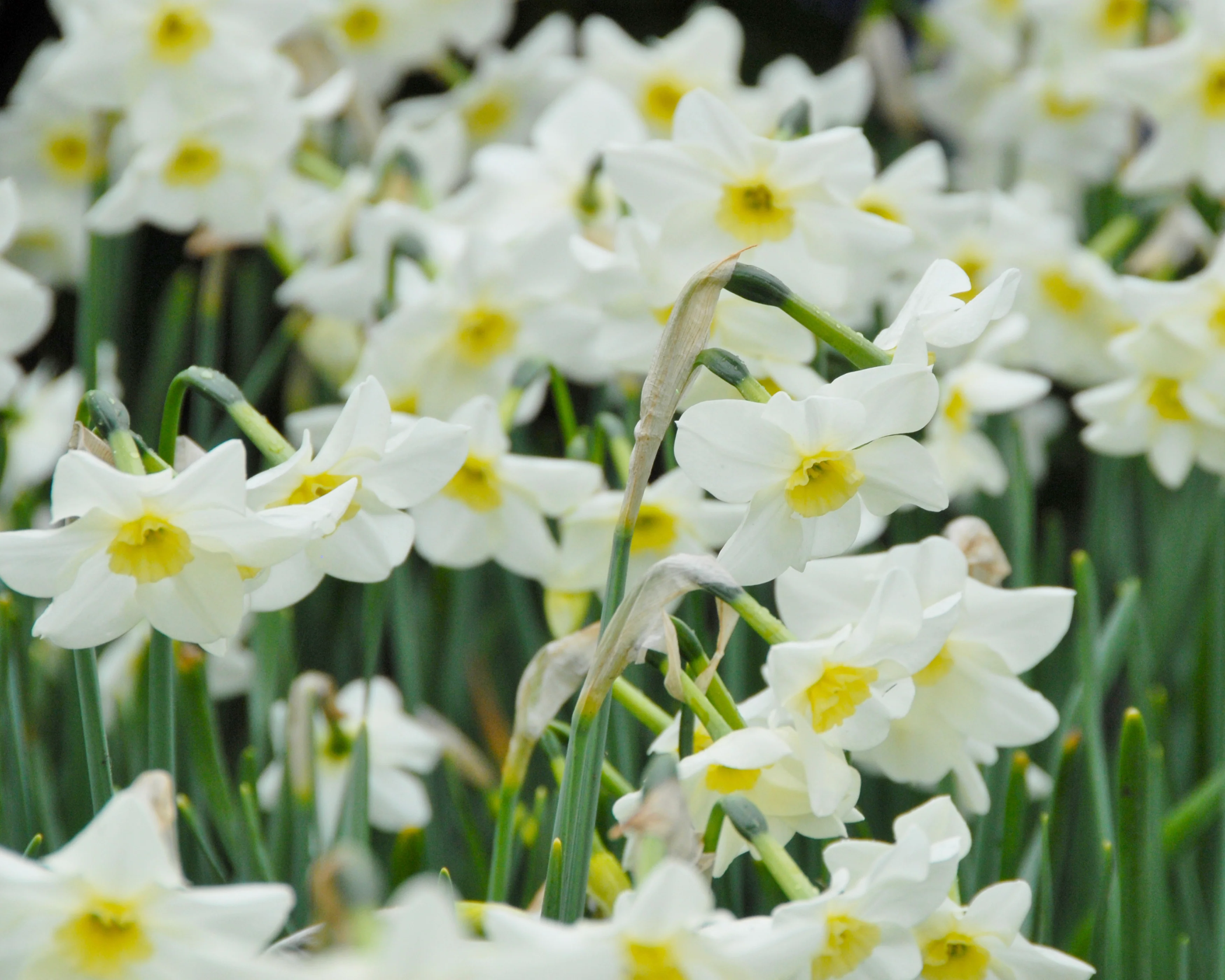 Narcissus 'Lieke' - Image 9