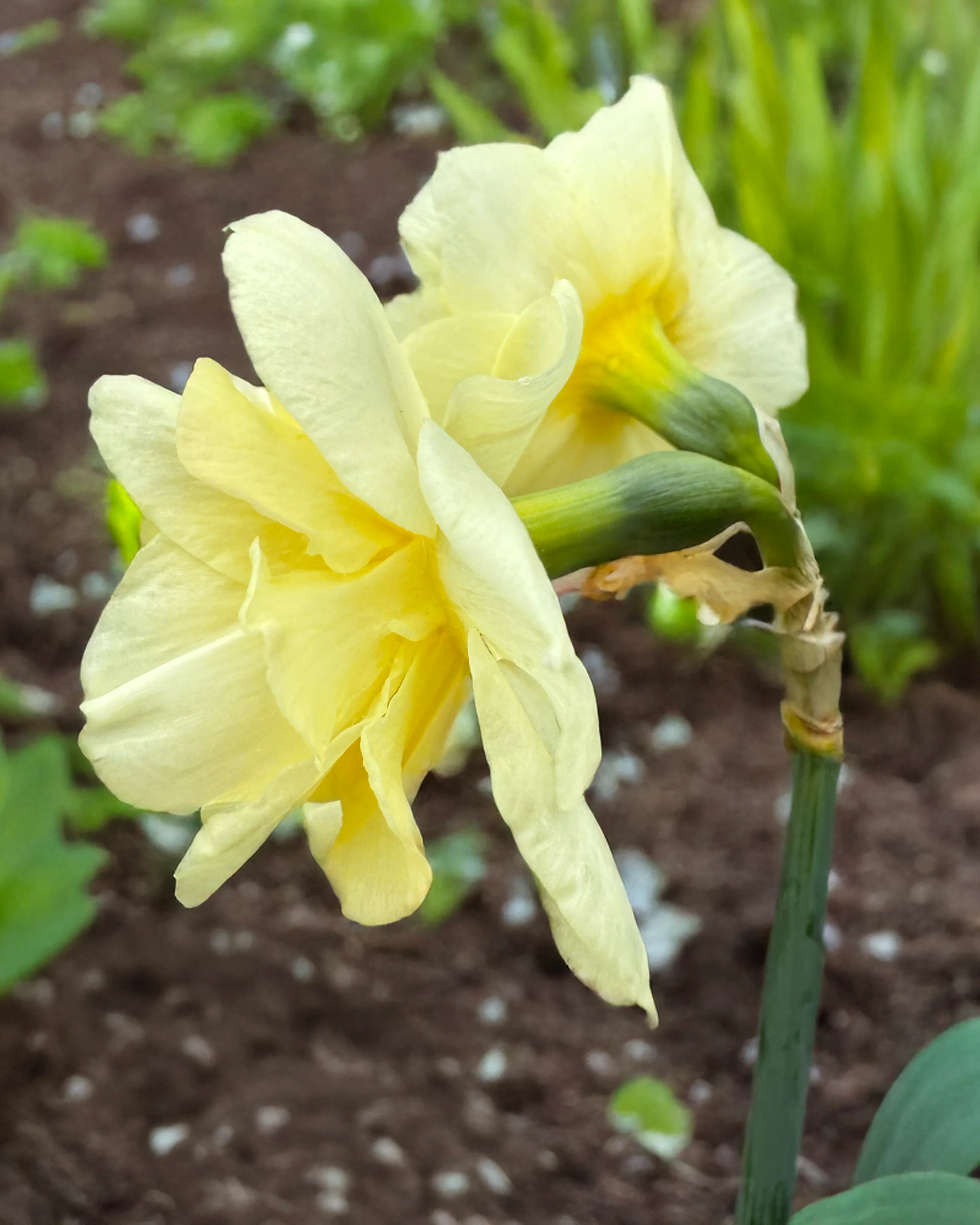 Narcissus 'Little Kiwi' - Image 4