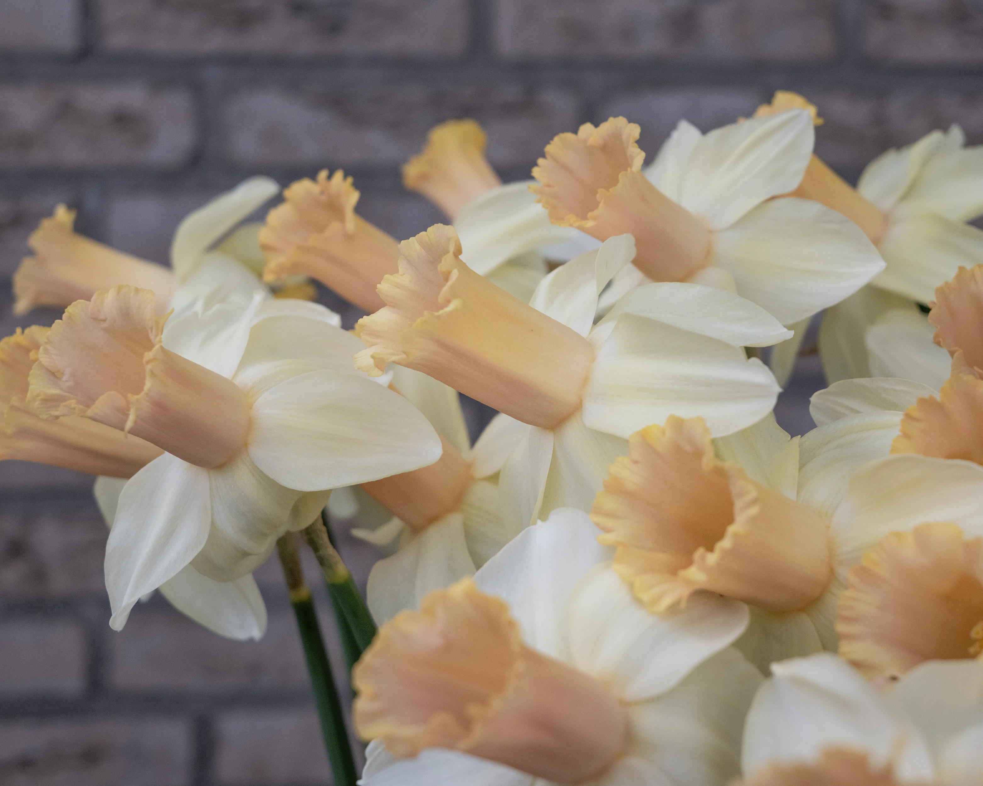 Narcissus 'Llanfair' - Image 7