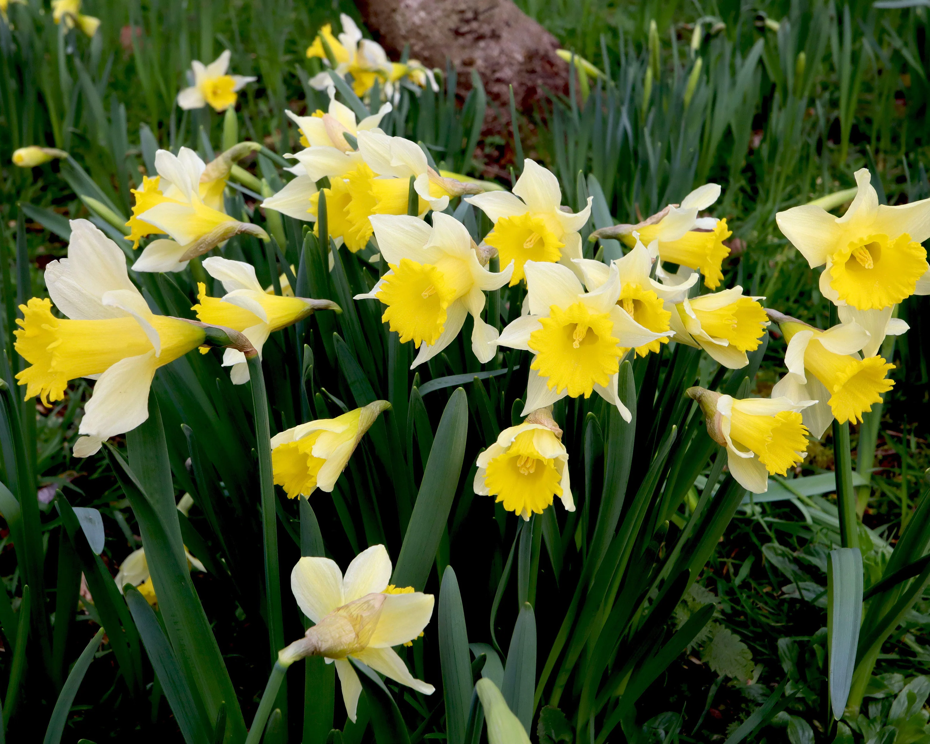 Narcissus lobularis - Image 2