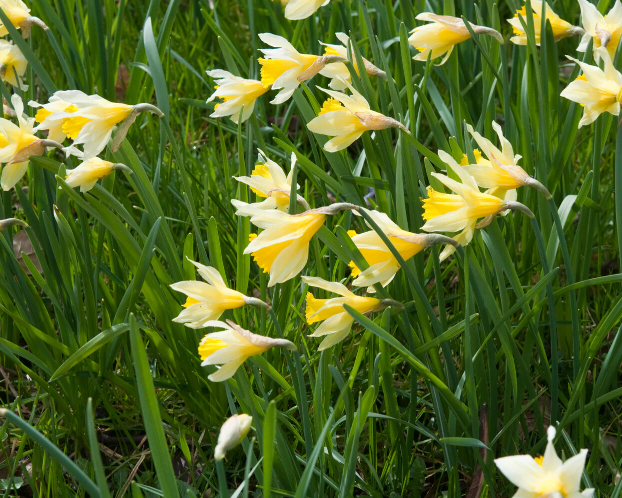 Narcissus lobularis - Image 8