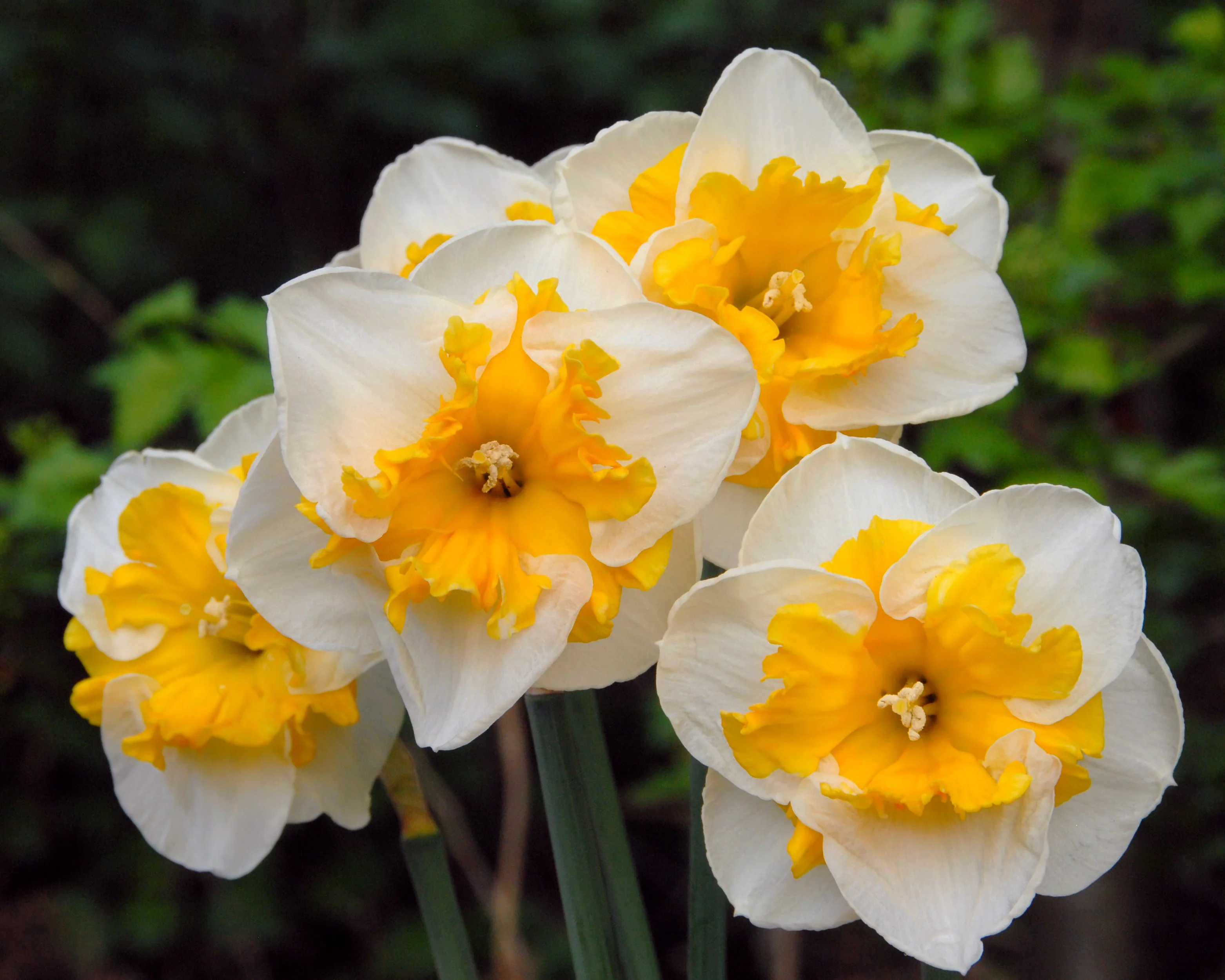 Narcissus 'Love Call' - Image 2