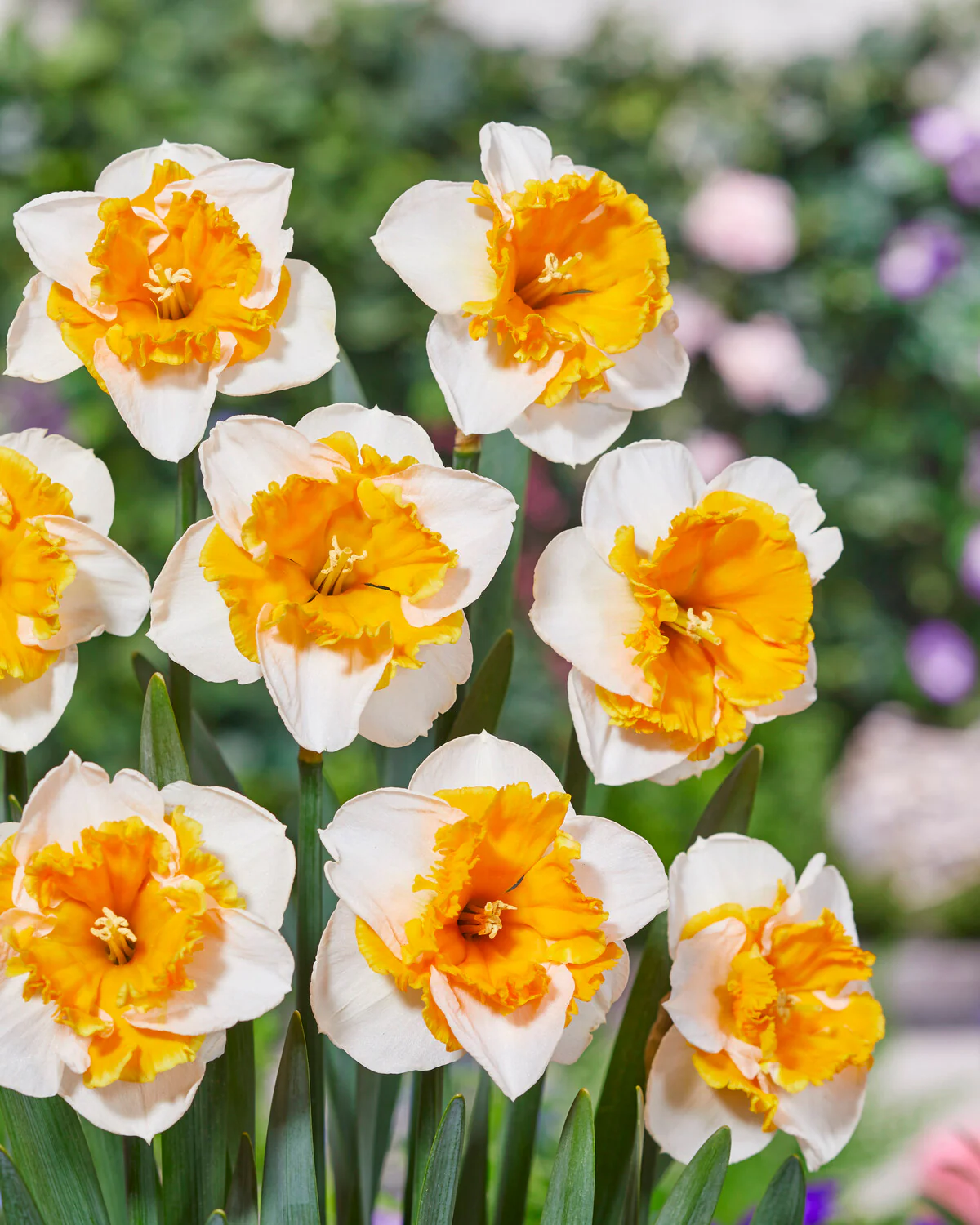 Narcissus 'Love Call' - Image 4