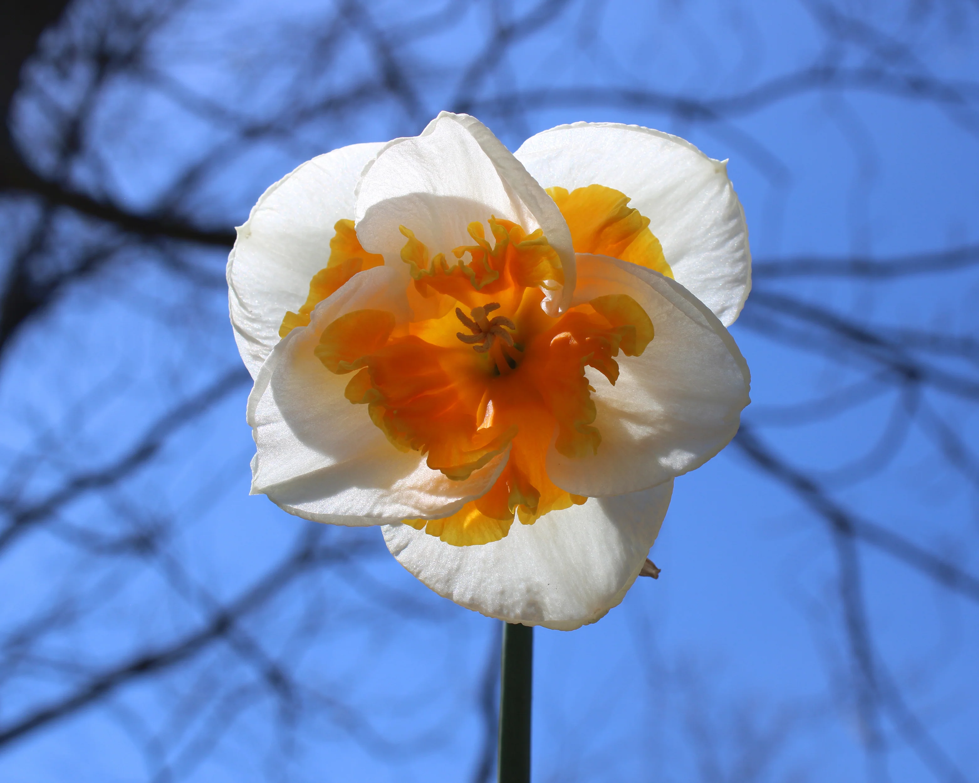 Narcissus 'Love Call' - Image 6