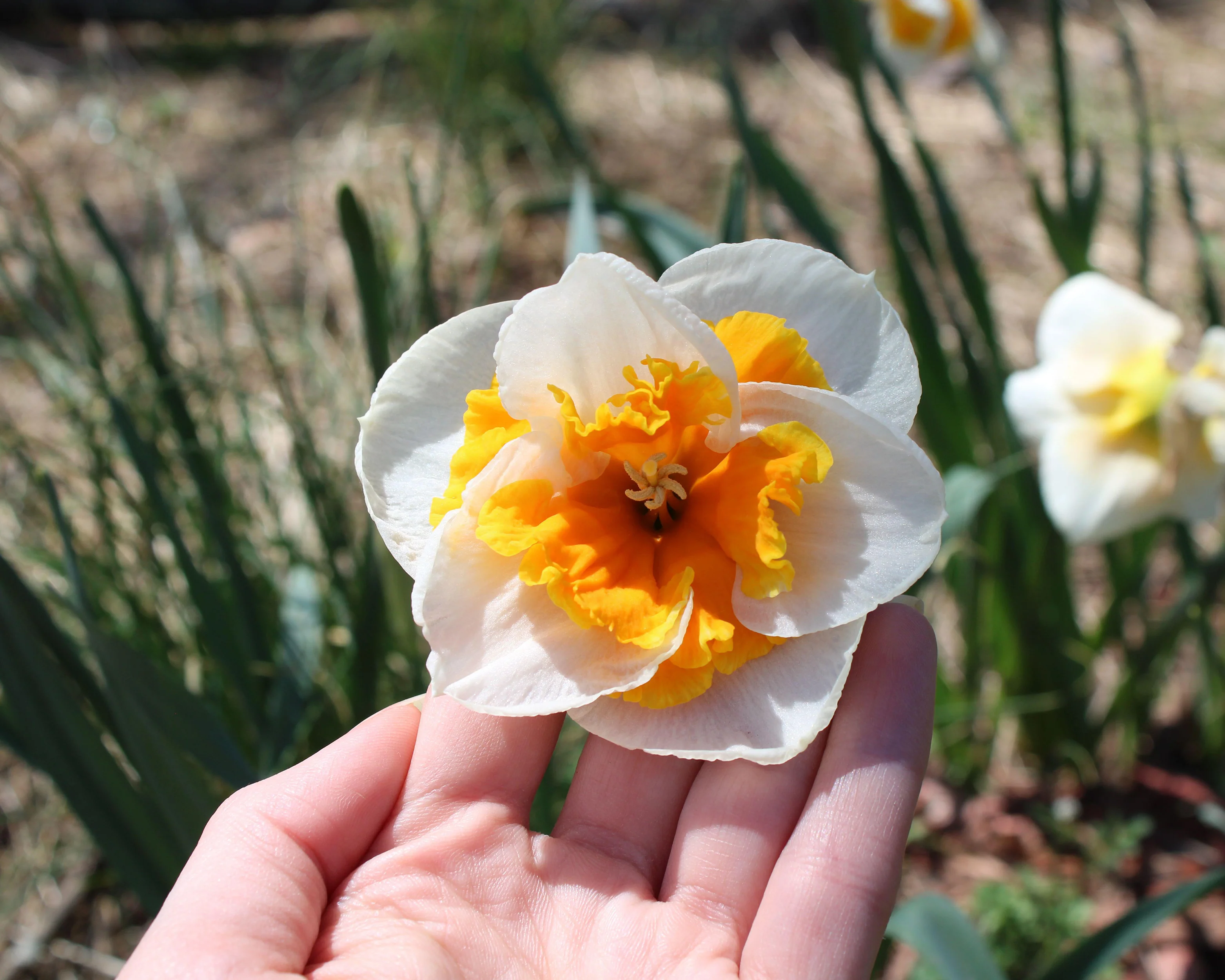 Narcissus 'Love Call' - Image 7