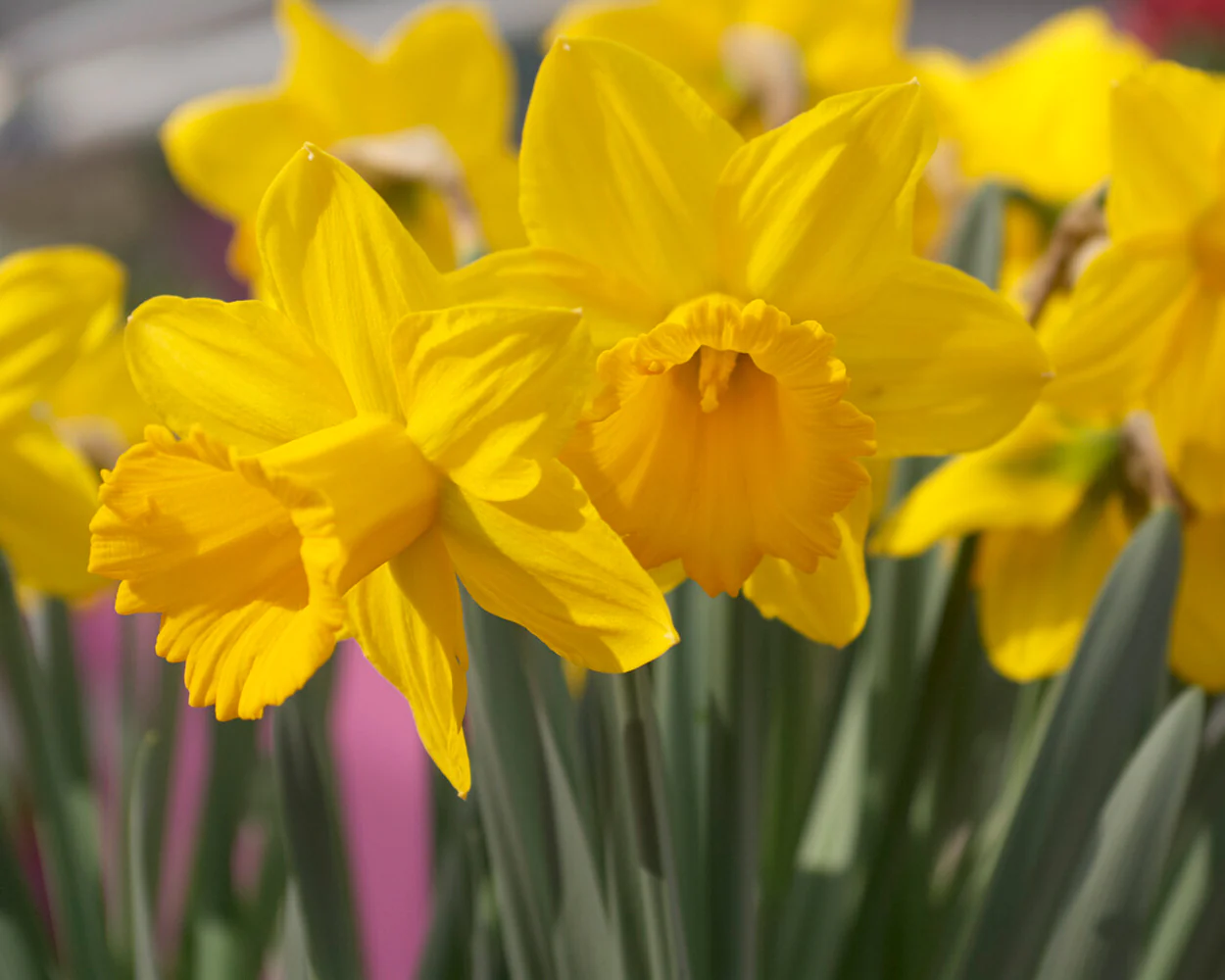 Narcissus 'Lucky Number' - Image 5