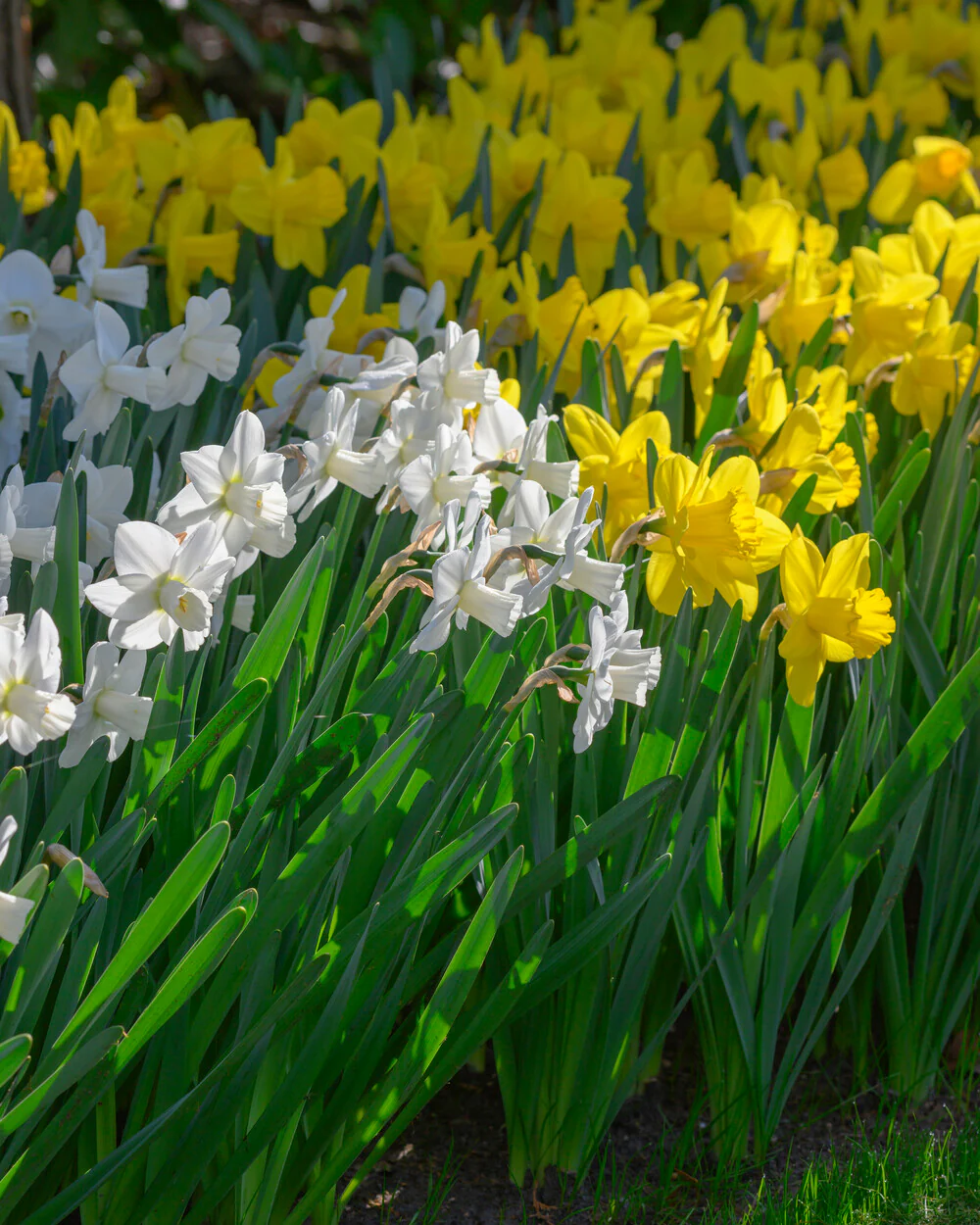 Narcissus 'Lucky Number' - Image 7