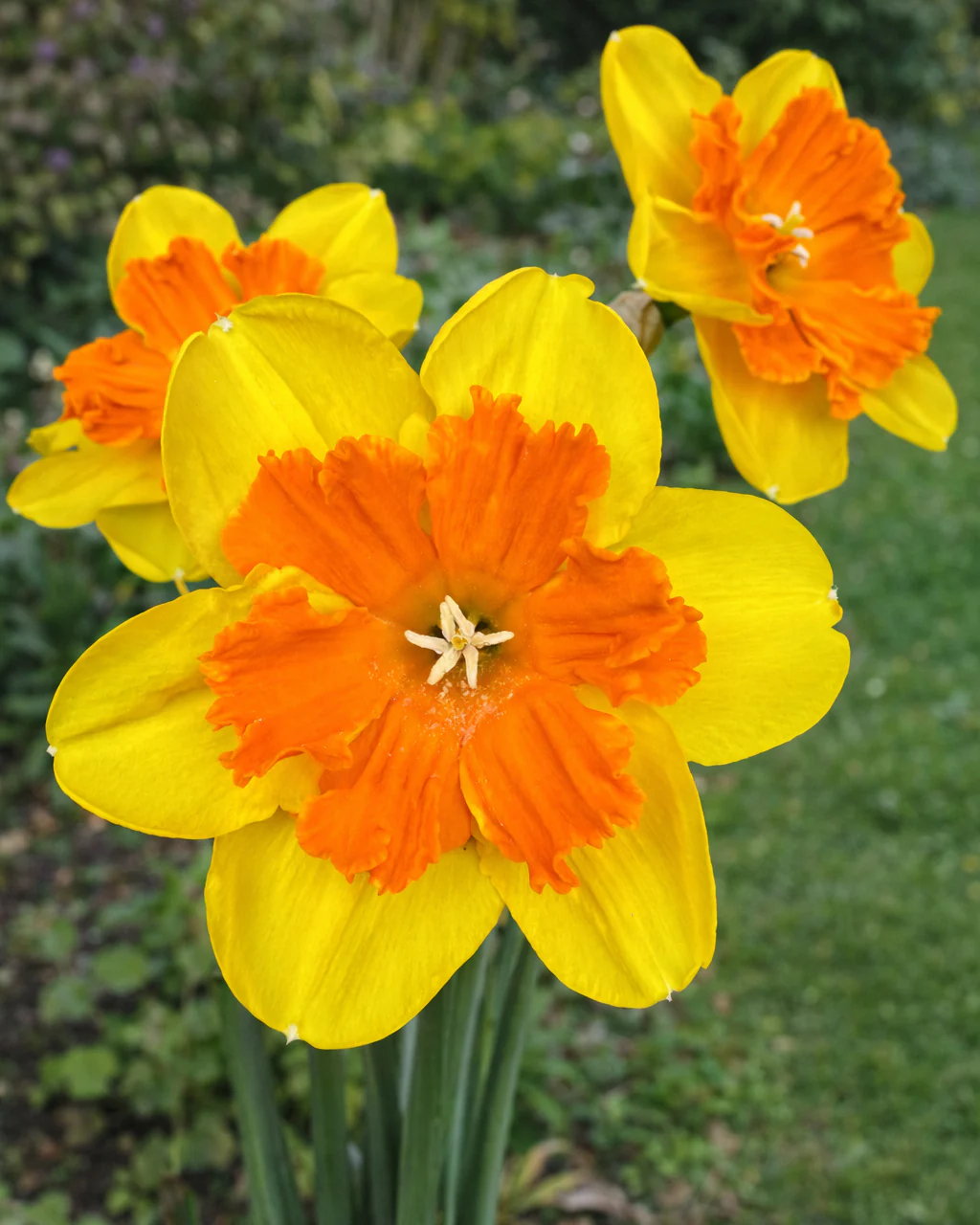 Narcissus 'Marion Pearce' - Image 2