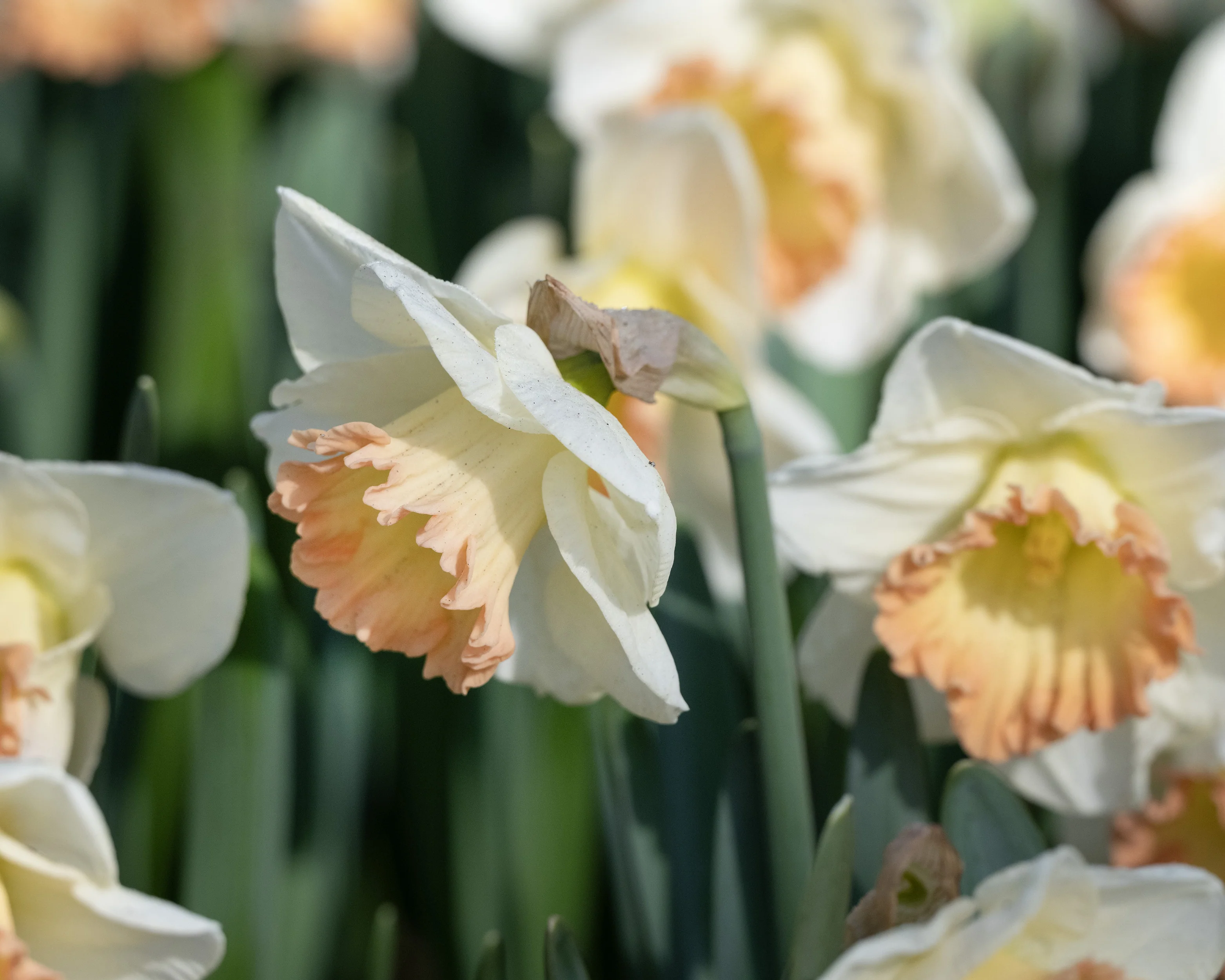Narcissus 'Martha Stewart' - Image 5