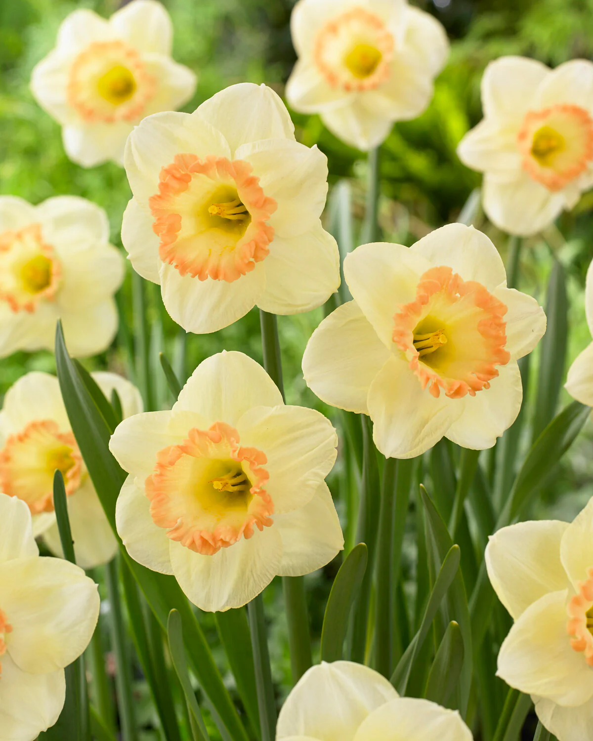 Narcissus 'Martha Stewart' - Image 9