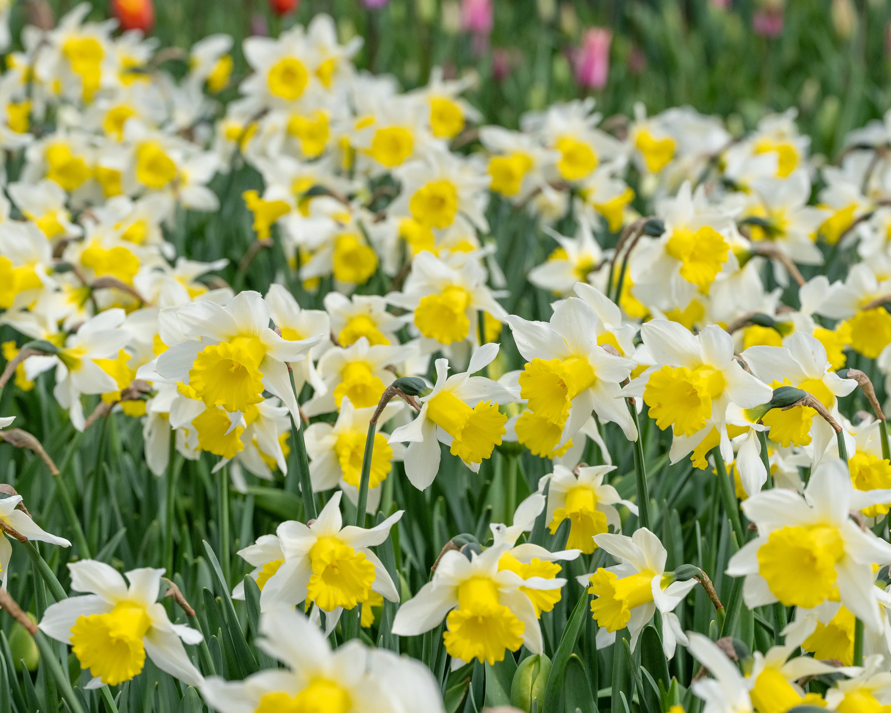 Narcissus 'Melyor' - Image 4