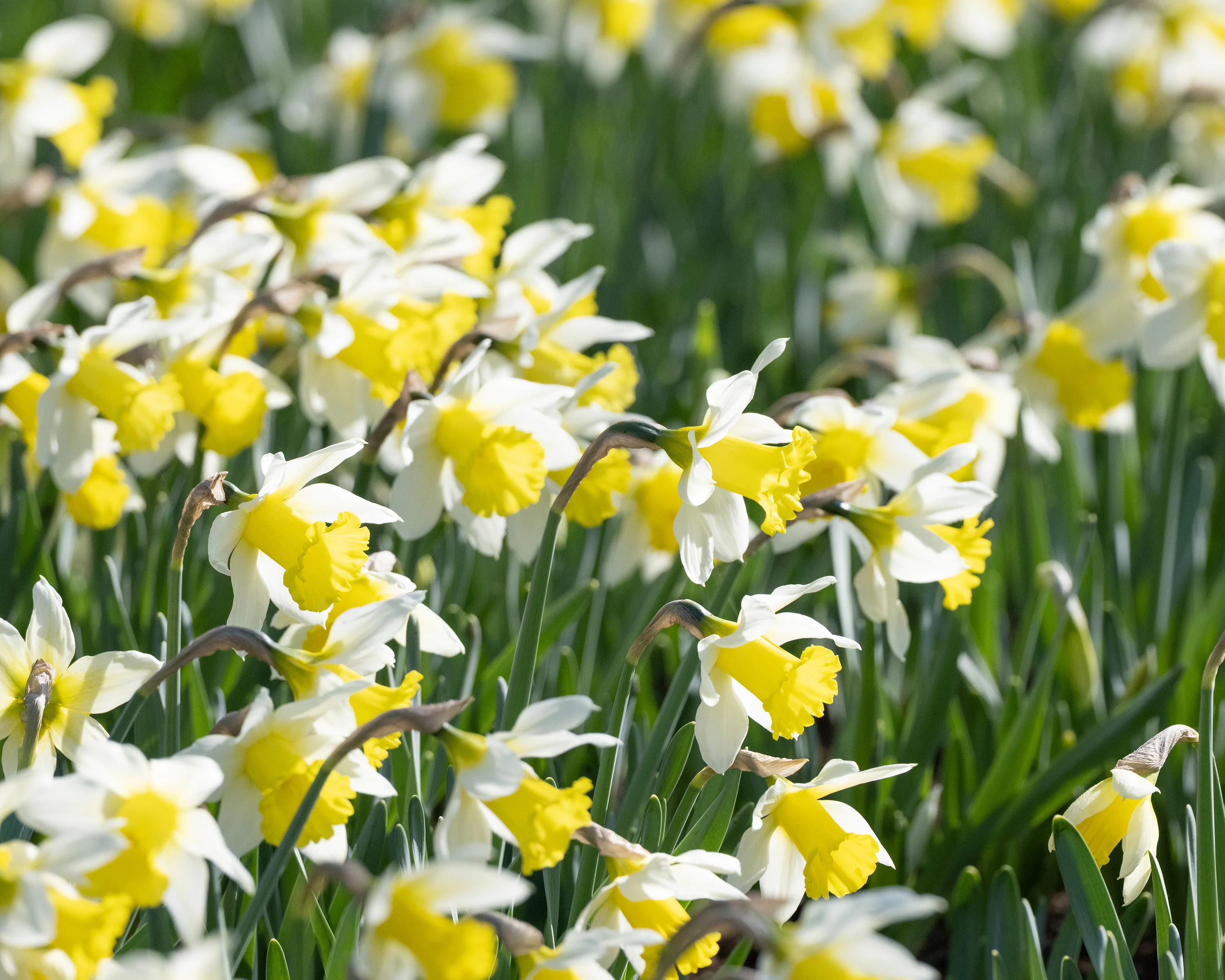 Narcissus 'Melyor' - Image 6