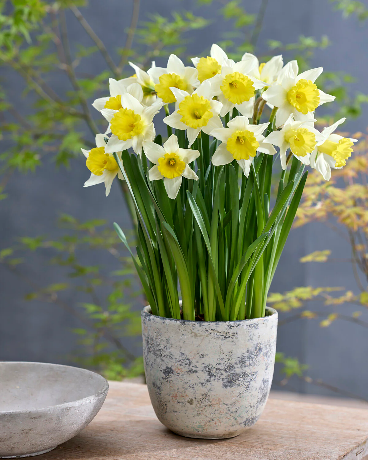 Narcissus 'Melyor' - Image 7
