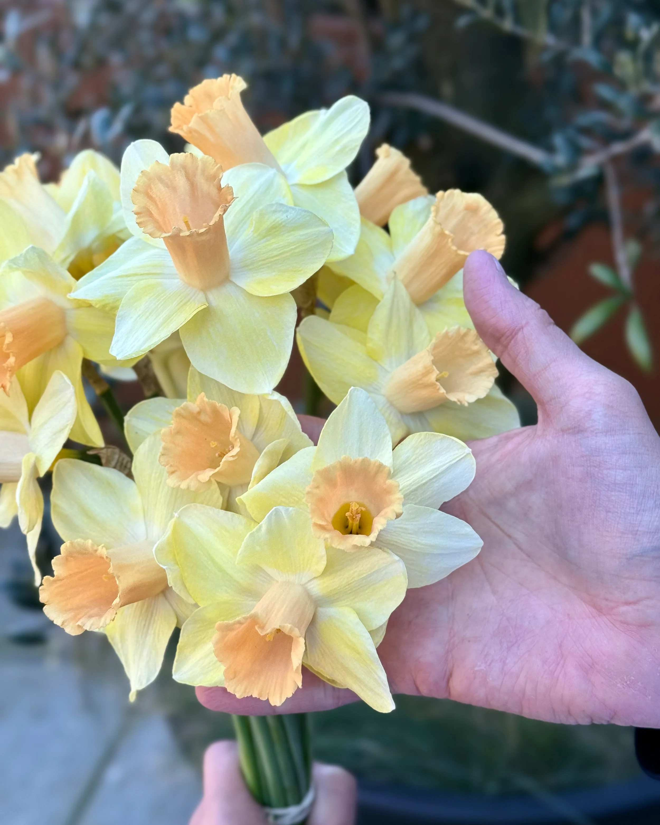 Narcissus 'Memento' - Image 4