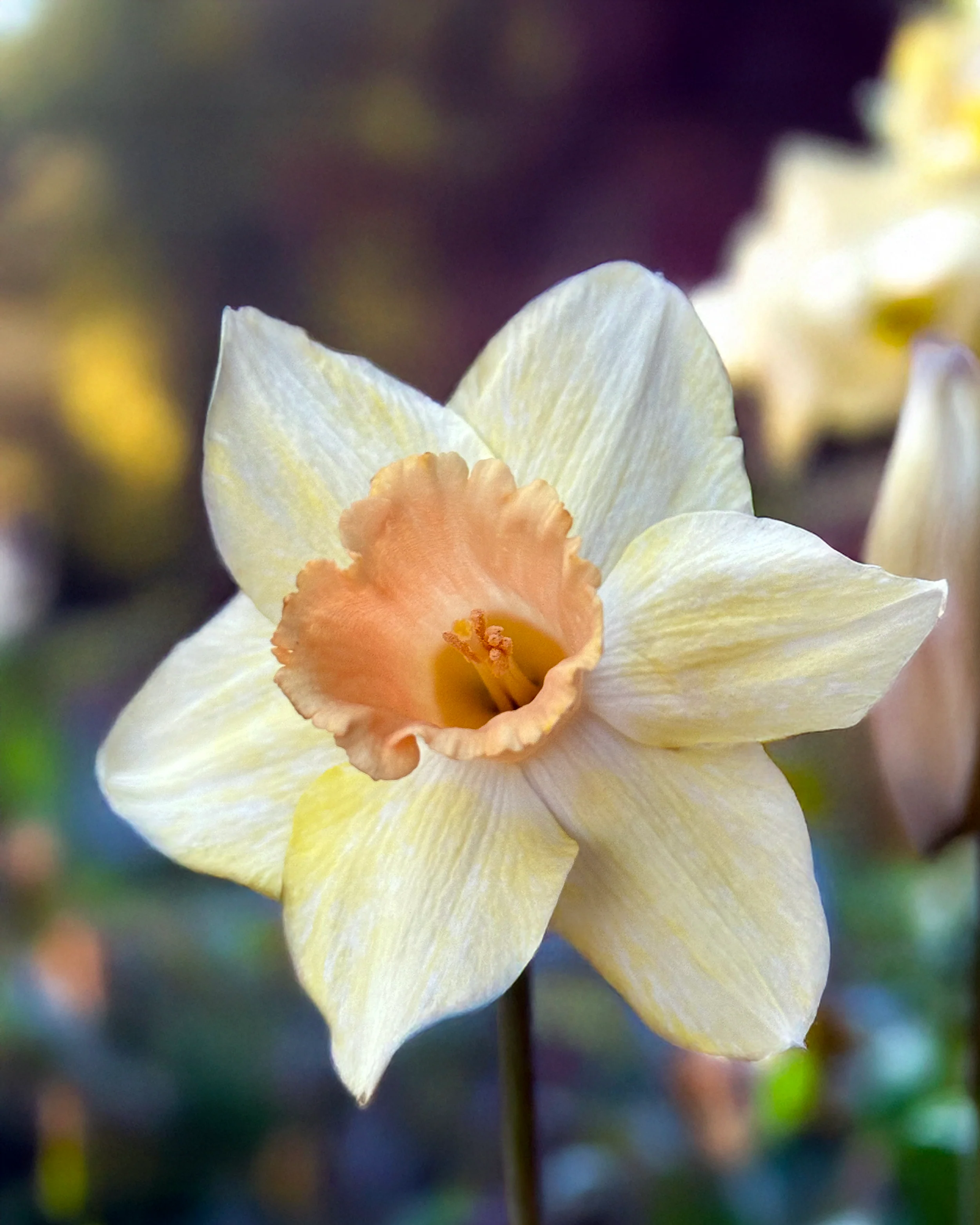 Narcissus 'Memento' - Image 5