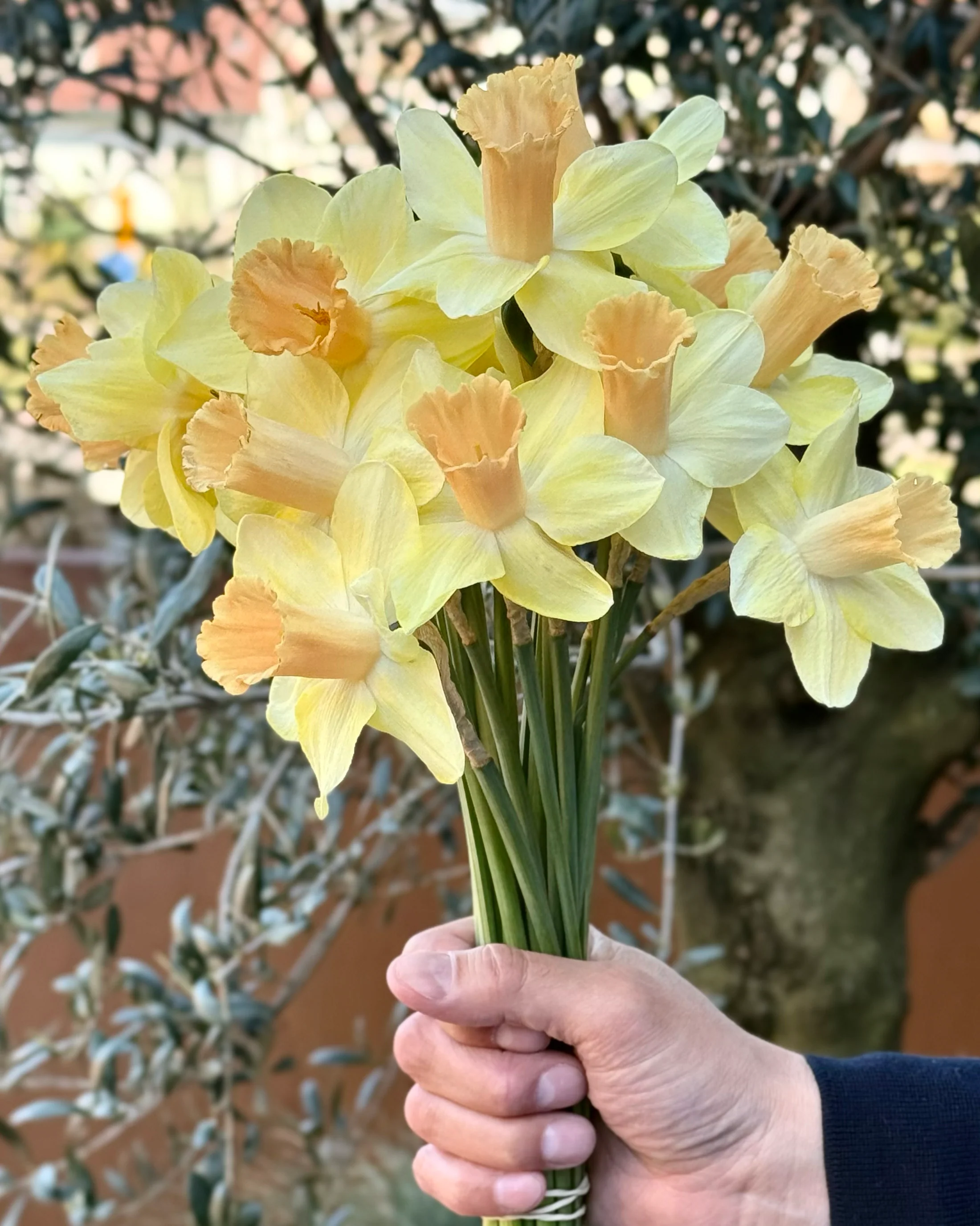 Narcissus 'Memento' - Image 7