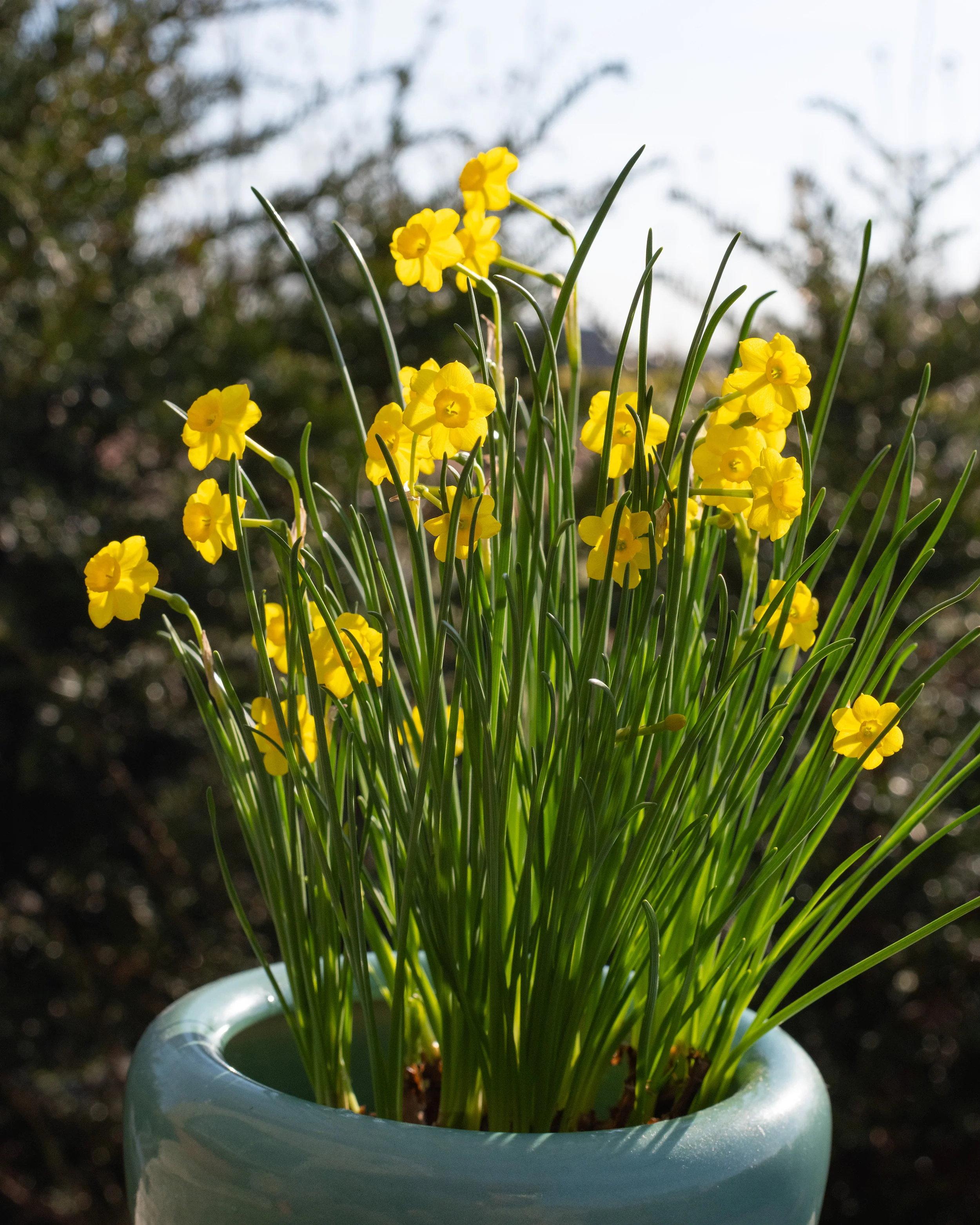 Narcissus 'More and More' - Image 7