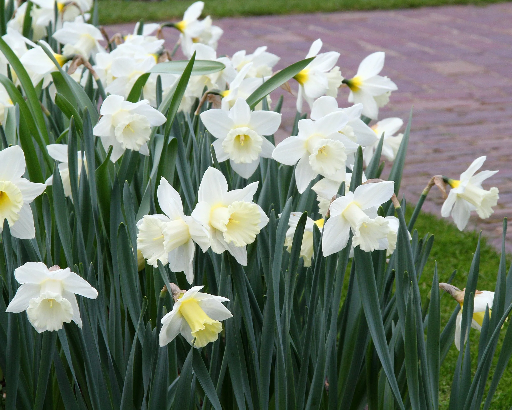 Narcissus 'Mount Hood' - Image 5