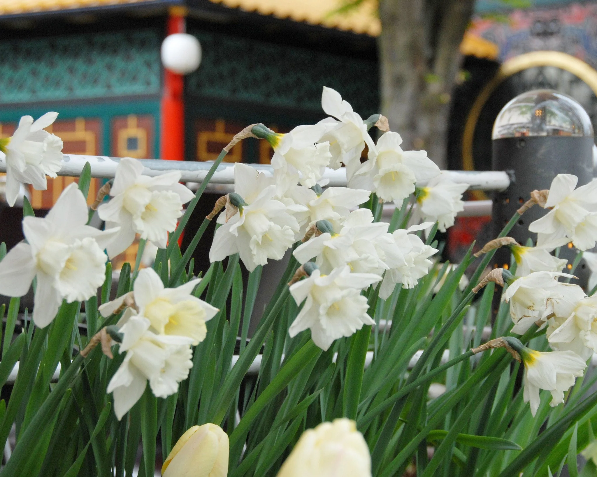 Narcissus 'Mount Hood' - Image 6