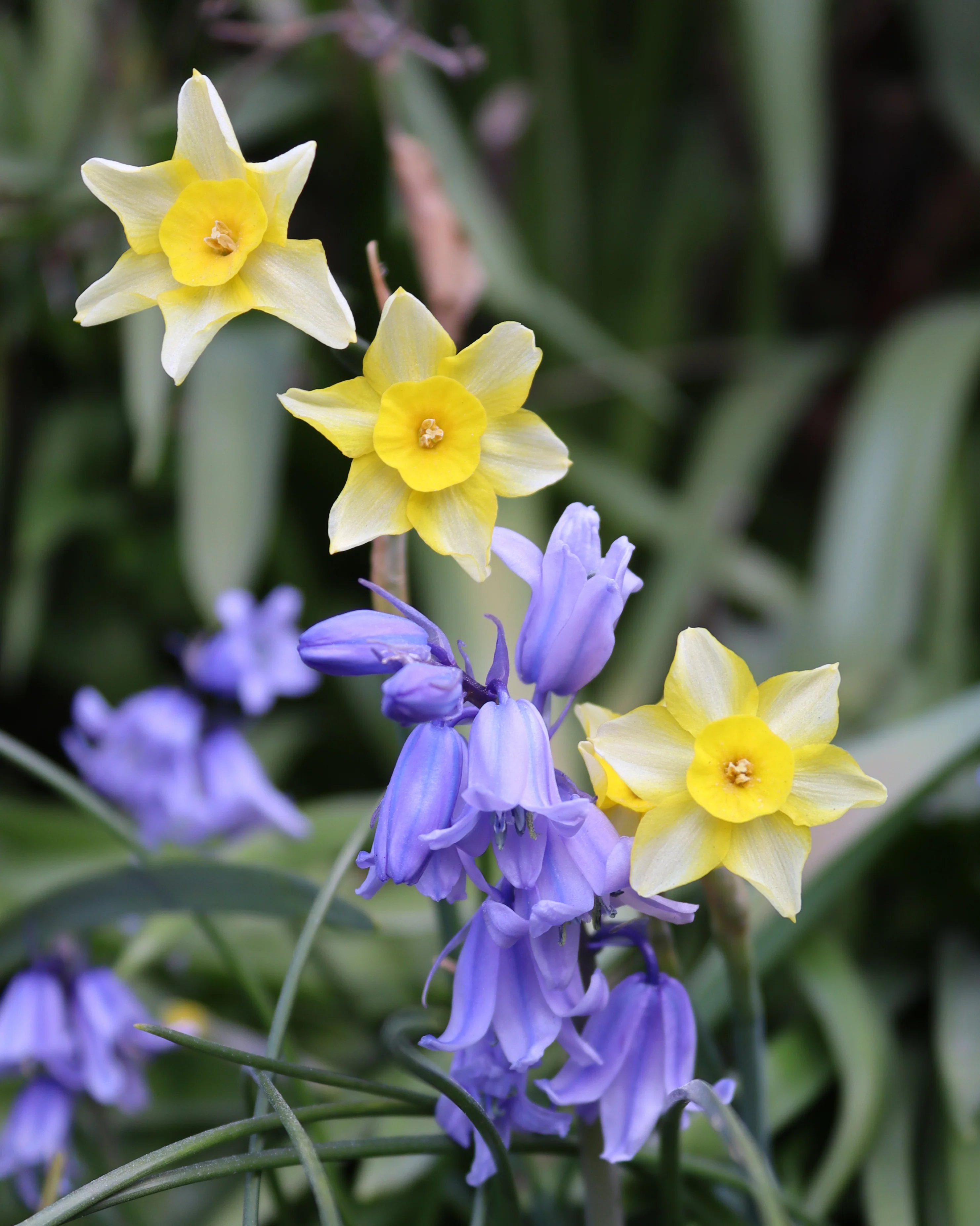 Narcissus 'New Baby' - Image 2