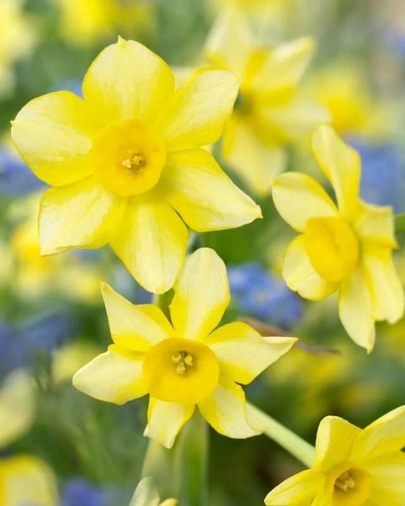 Narcissus 'New Baby' - Image 3