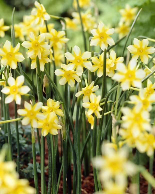 Narcissus 'New Baby' - Image 5