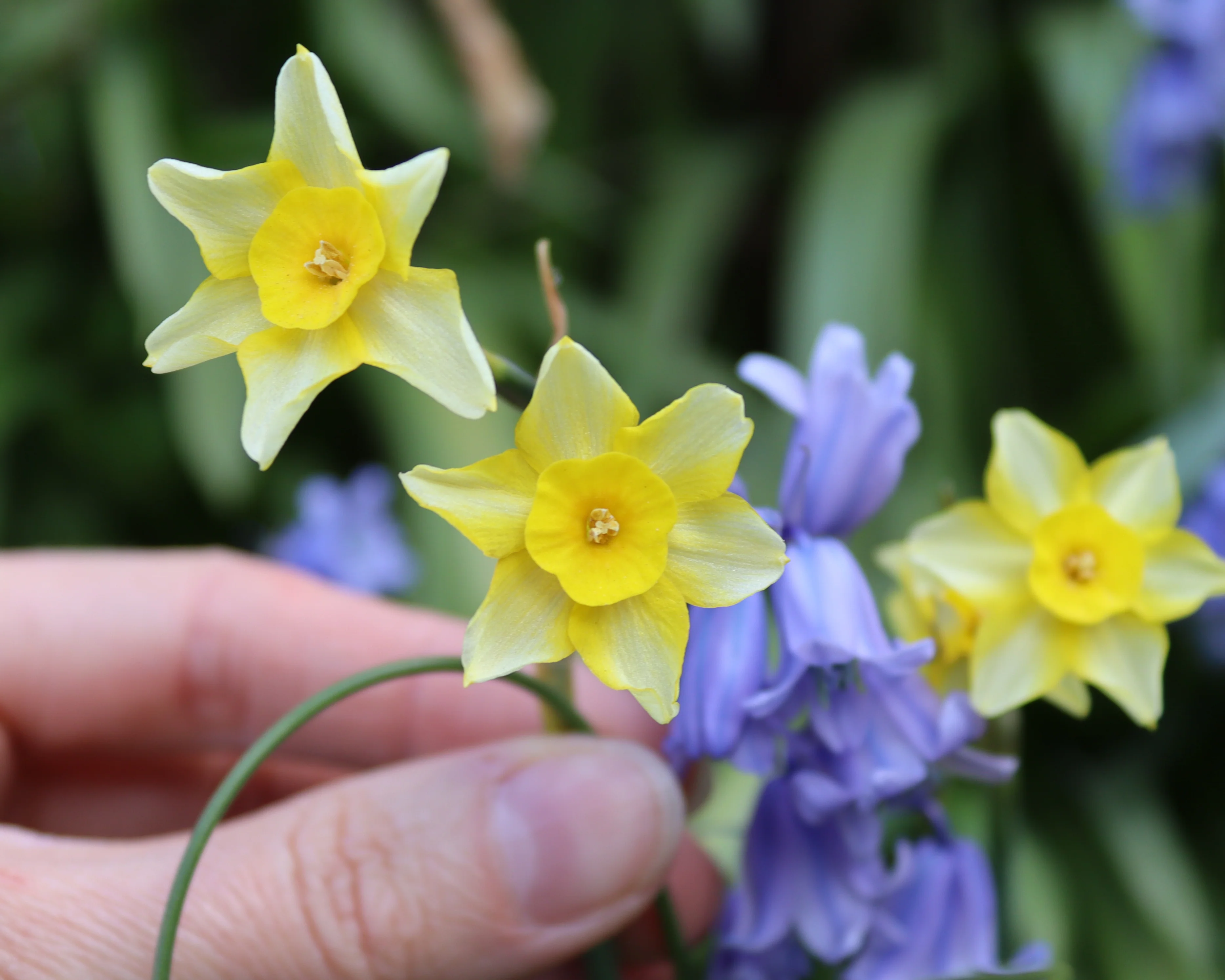Narcissus 'New Baby' - Image 6