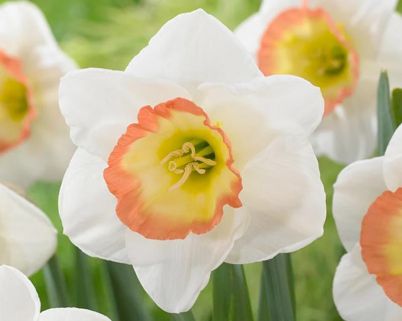 Narcissus 'Night Cap' - Image 2