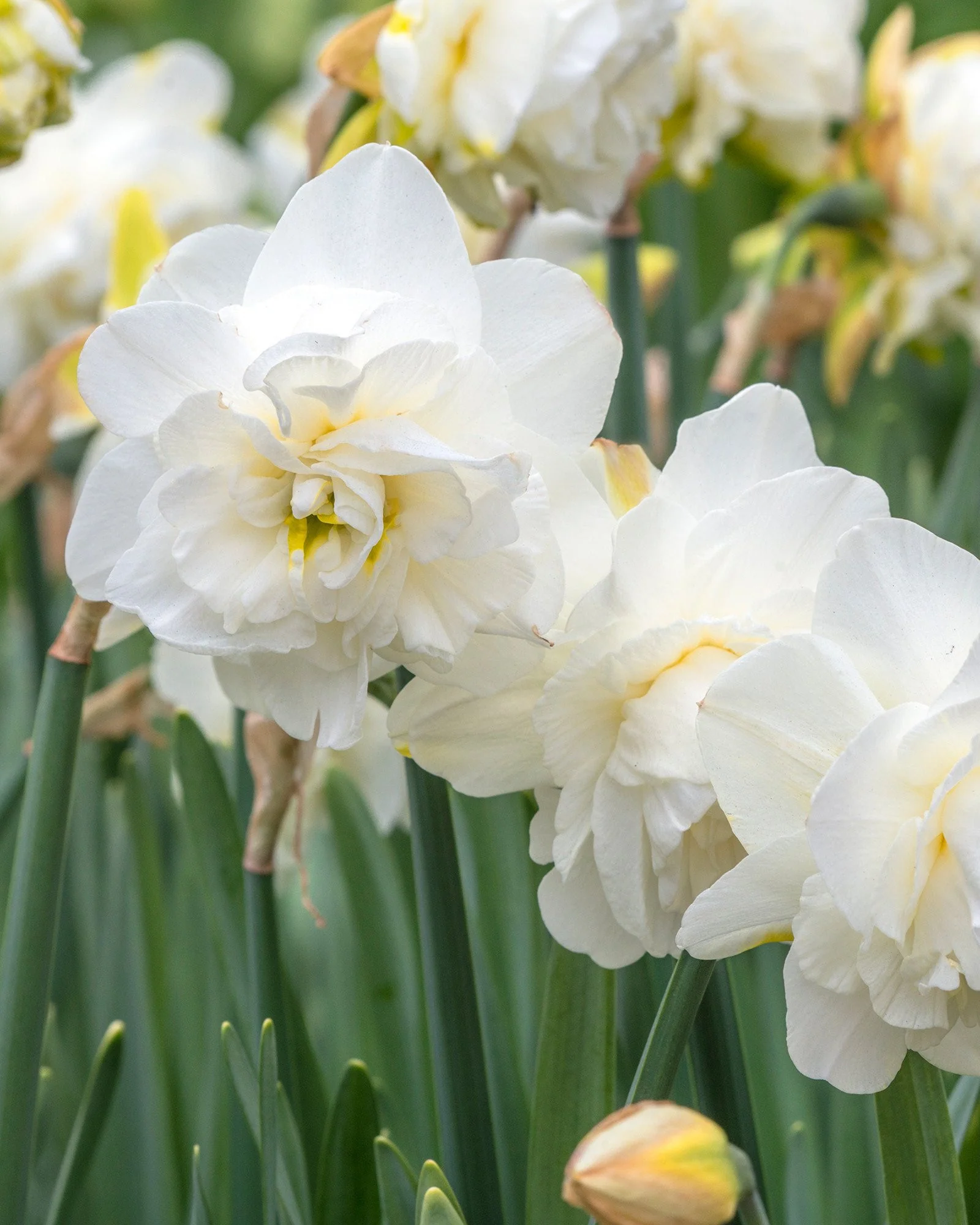 Narcissus 'Obdam' - Image 3