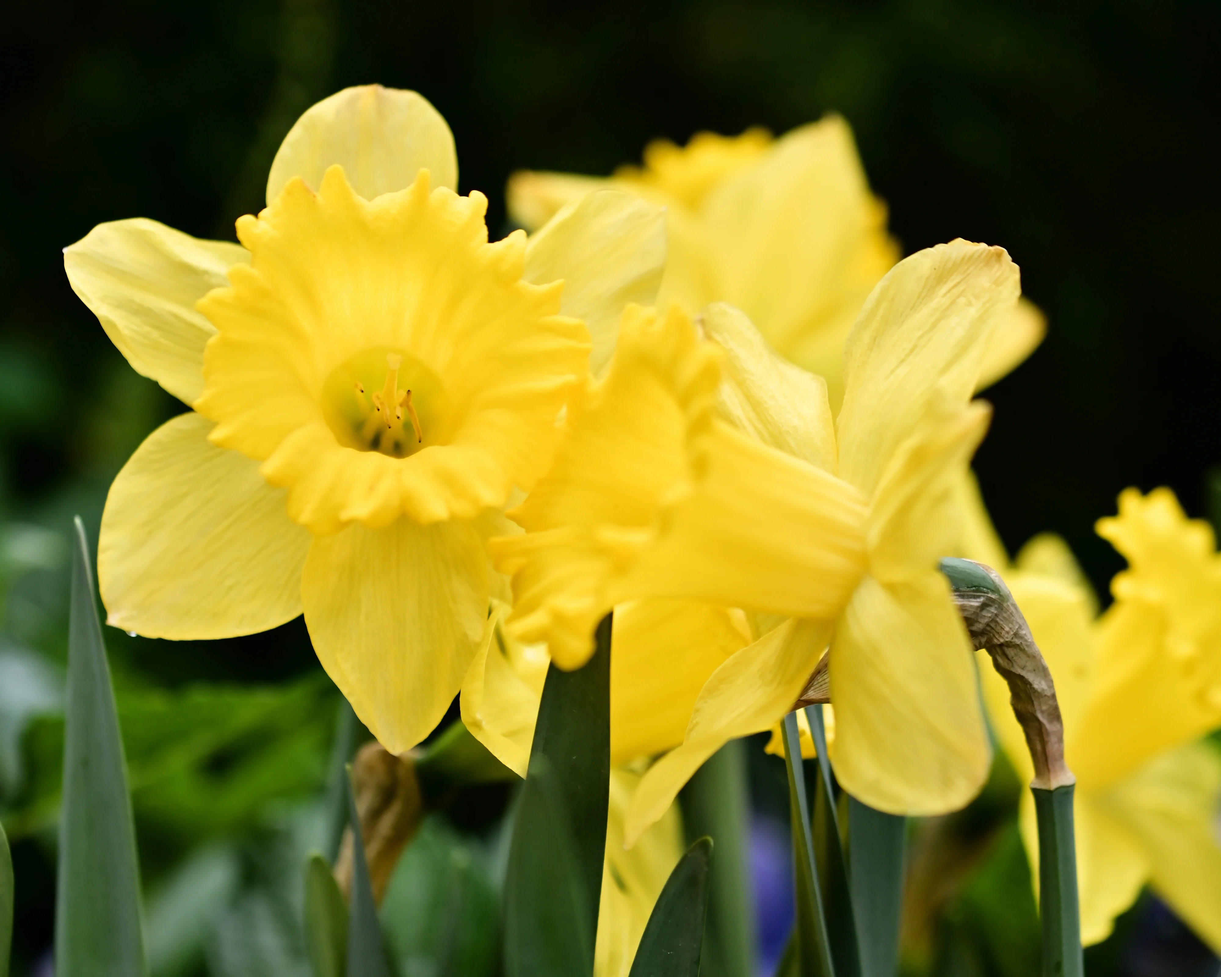 Narcissus obvallaris - Image 3