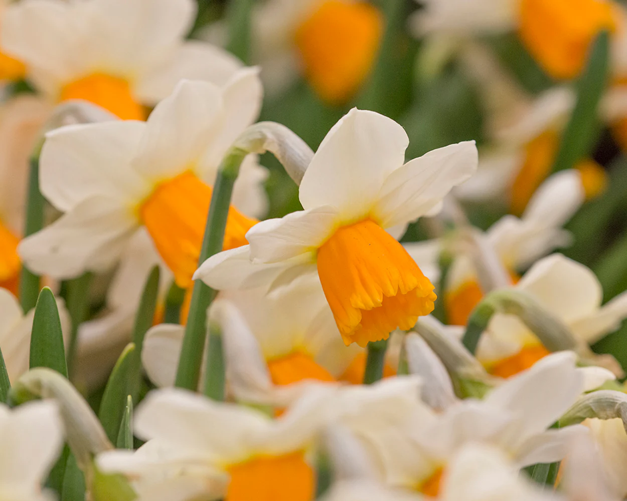 Narcissus 'Orange Comet' - Image 3