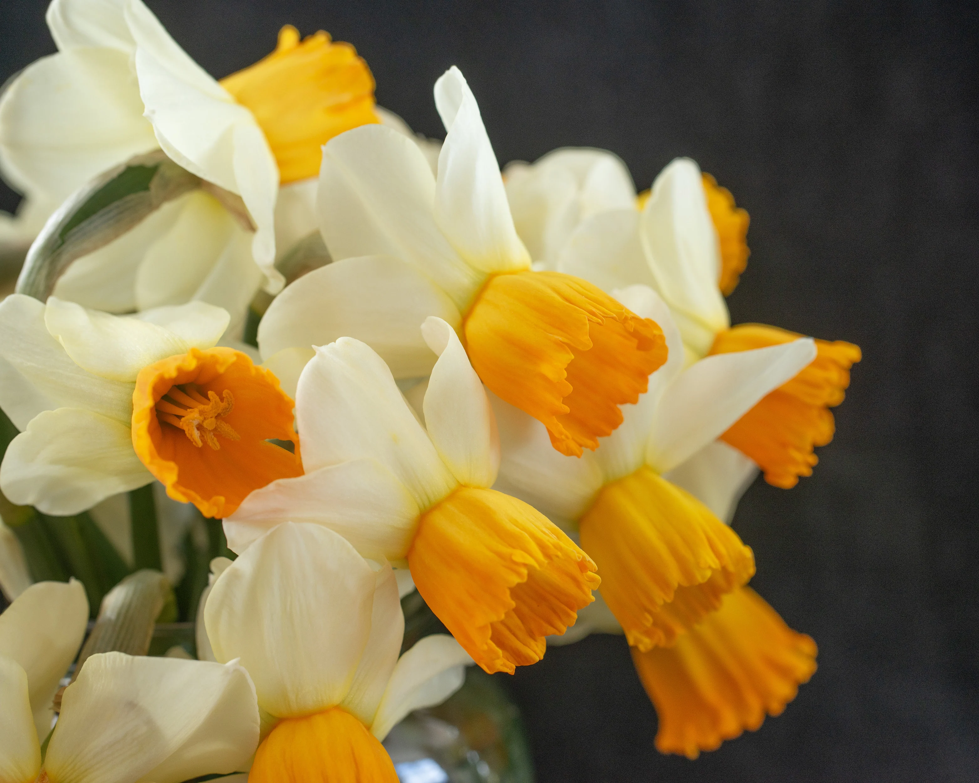 Narcissus 'Orange Comet' - Image 4