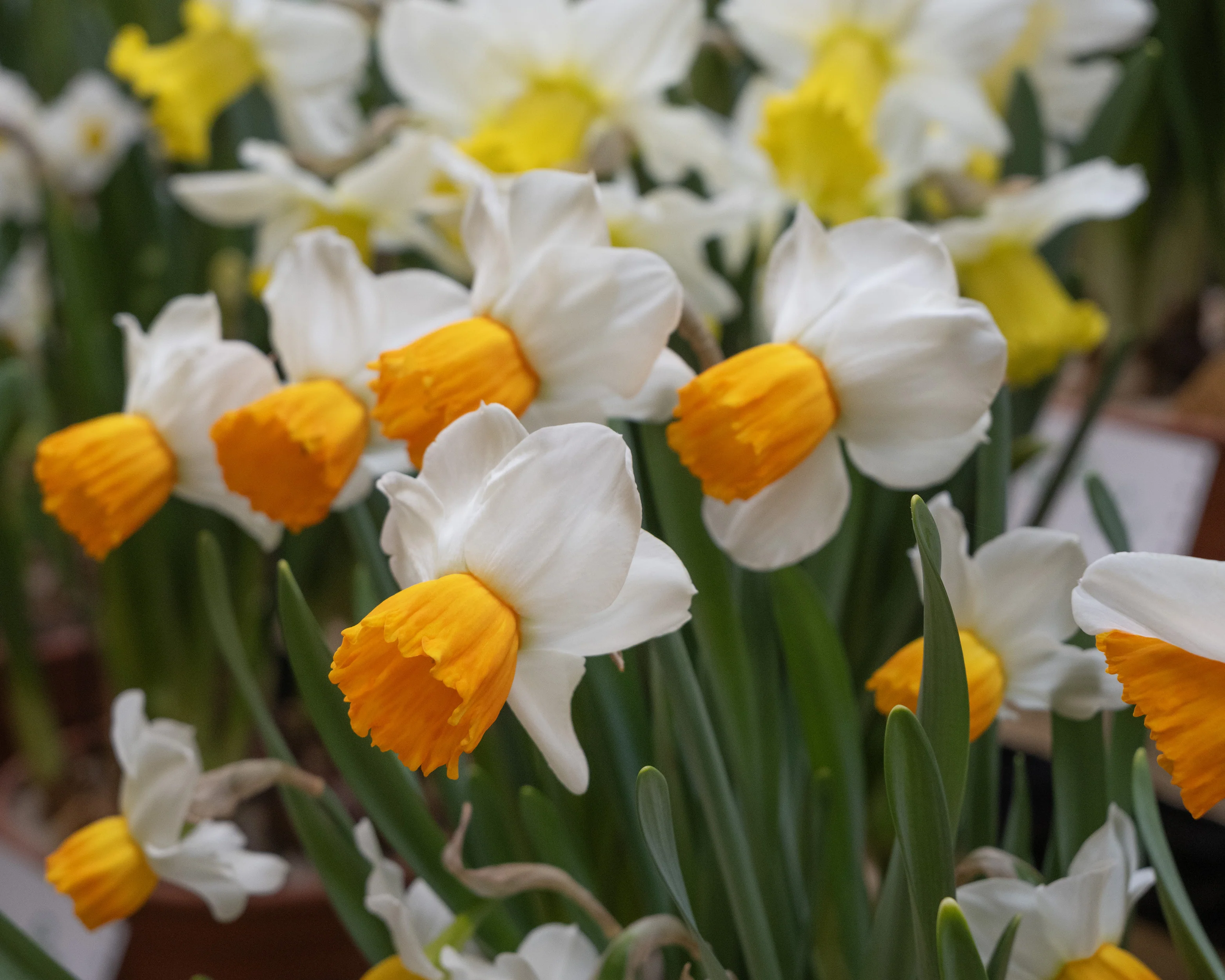 Narcissus 'Orange Comet' - Image 6