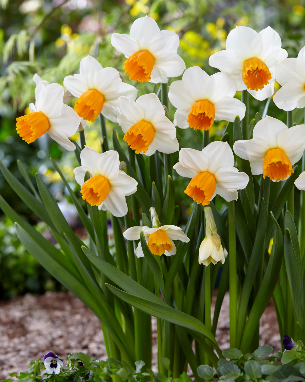 Narcissus 'Orange Comet' - Image 8