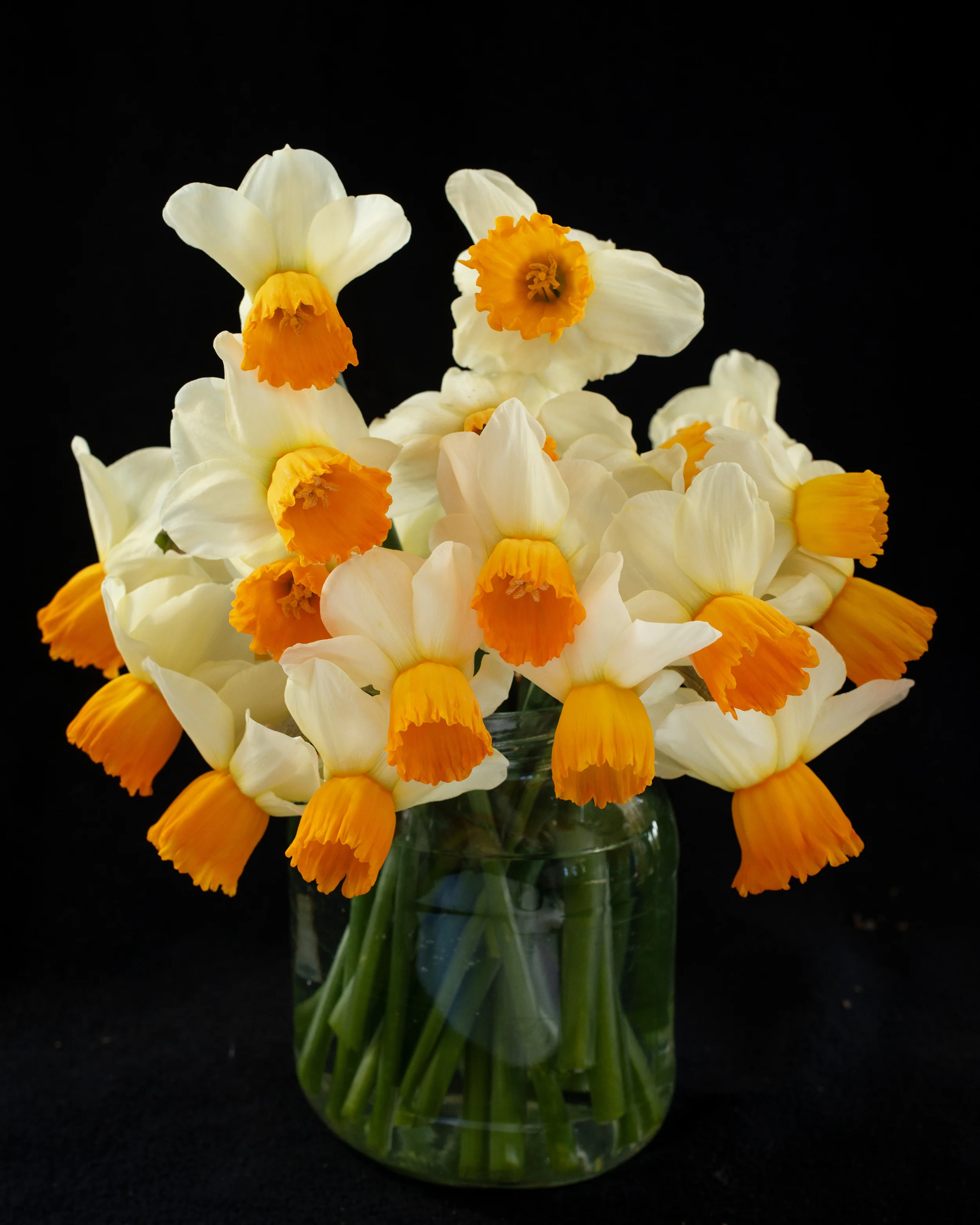 Narcissus 'Orange Comet' - Image 9
