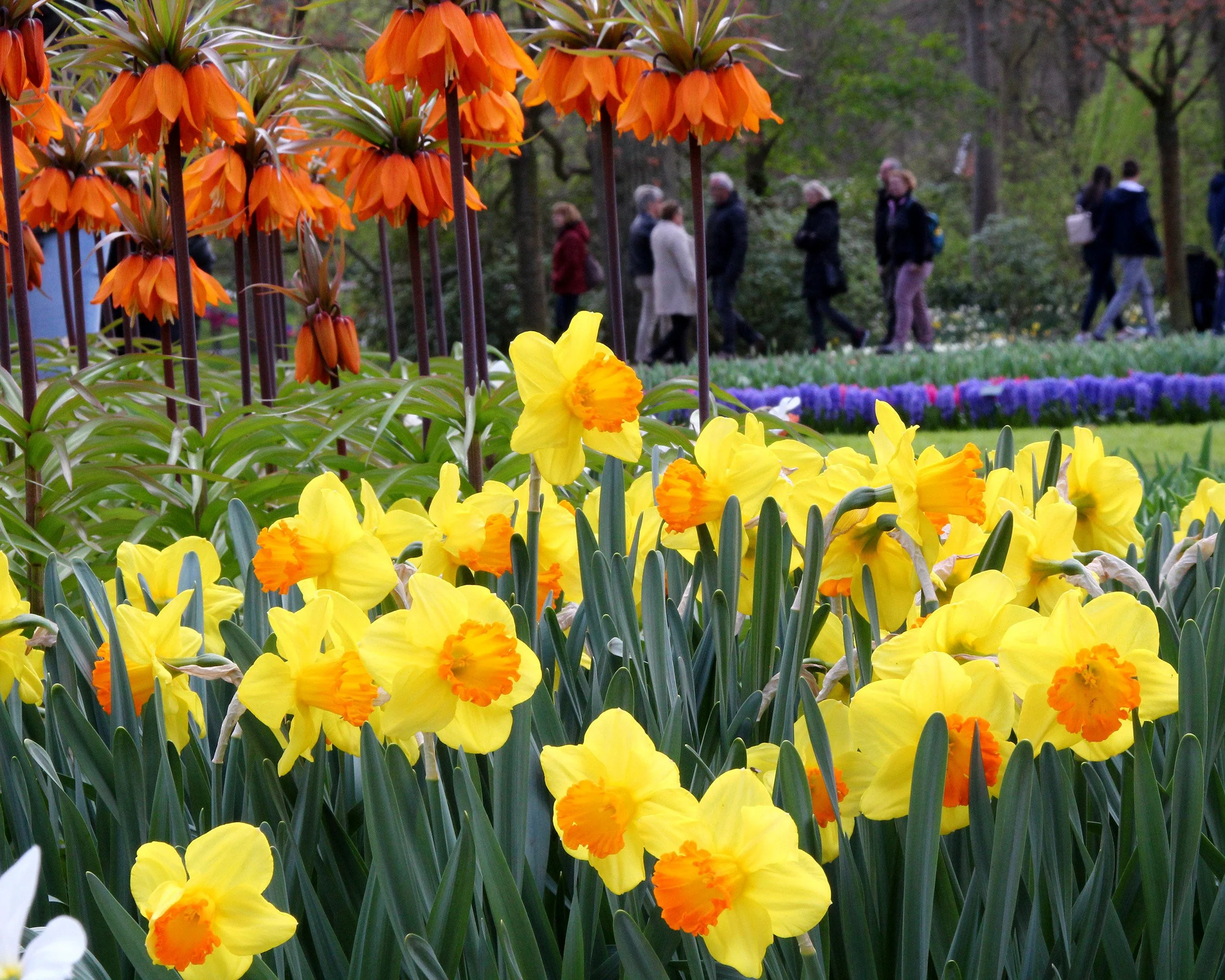 Narcissus 'Orange Progress' - Image 2