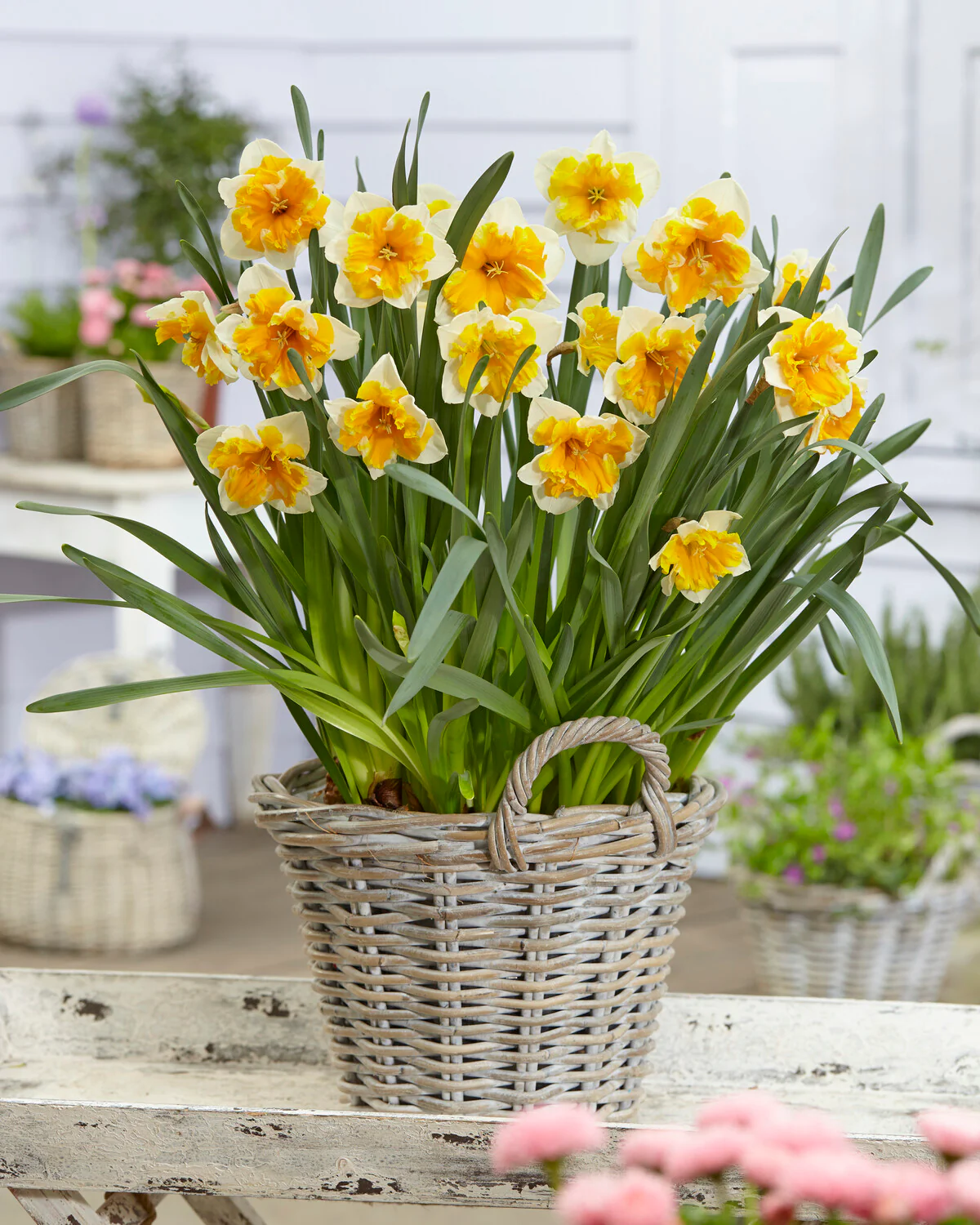 Narcissus 'Orangery' - Image 11