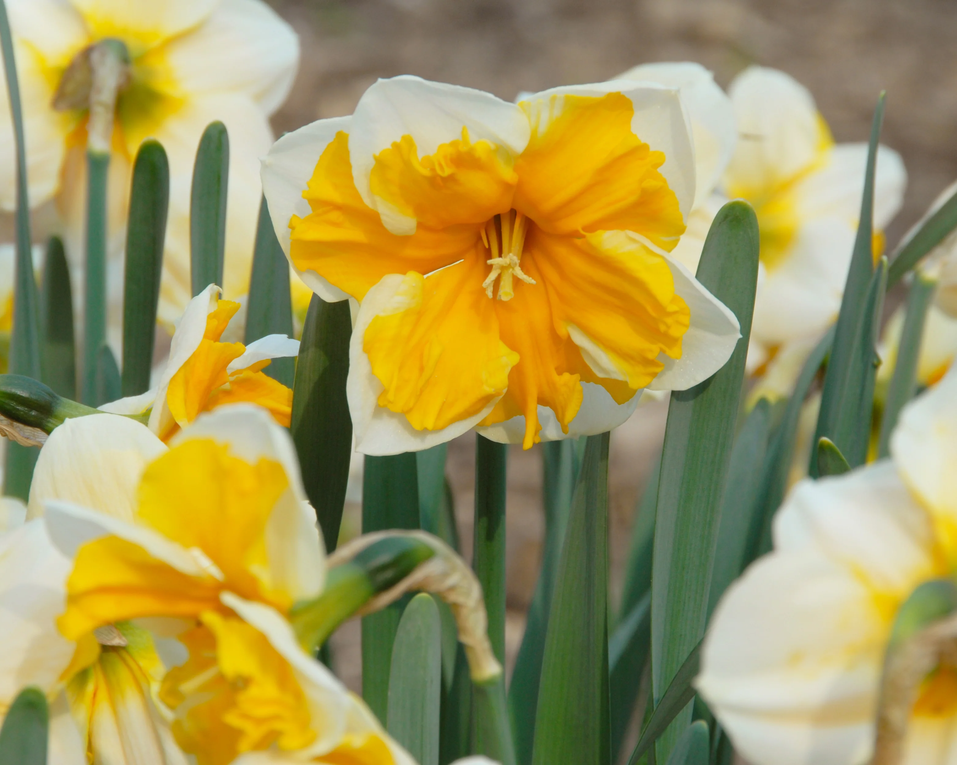 Narcissus 'Orangery' - Image 13