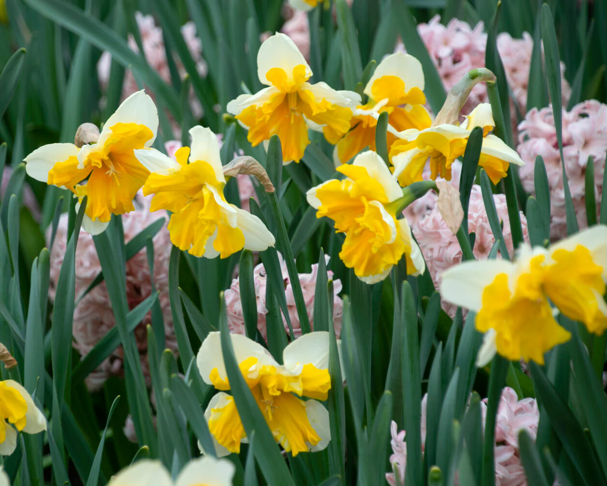Narcissus 'Orangery' - Image 14