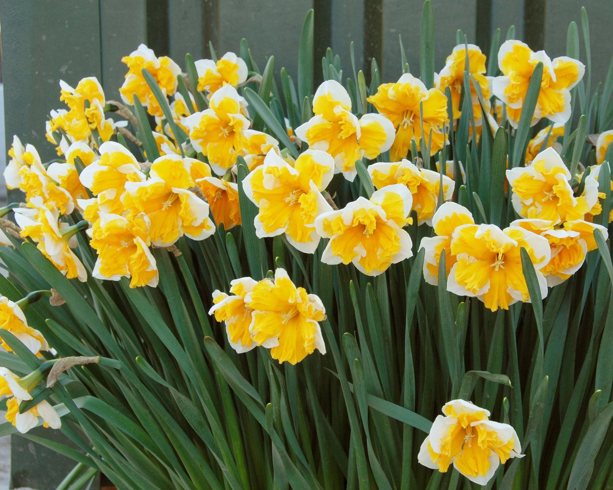 Narcissus 'Orangery' - Image 2