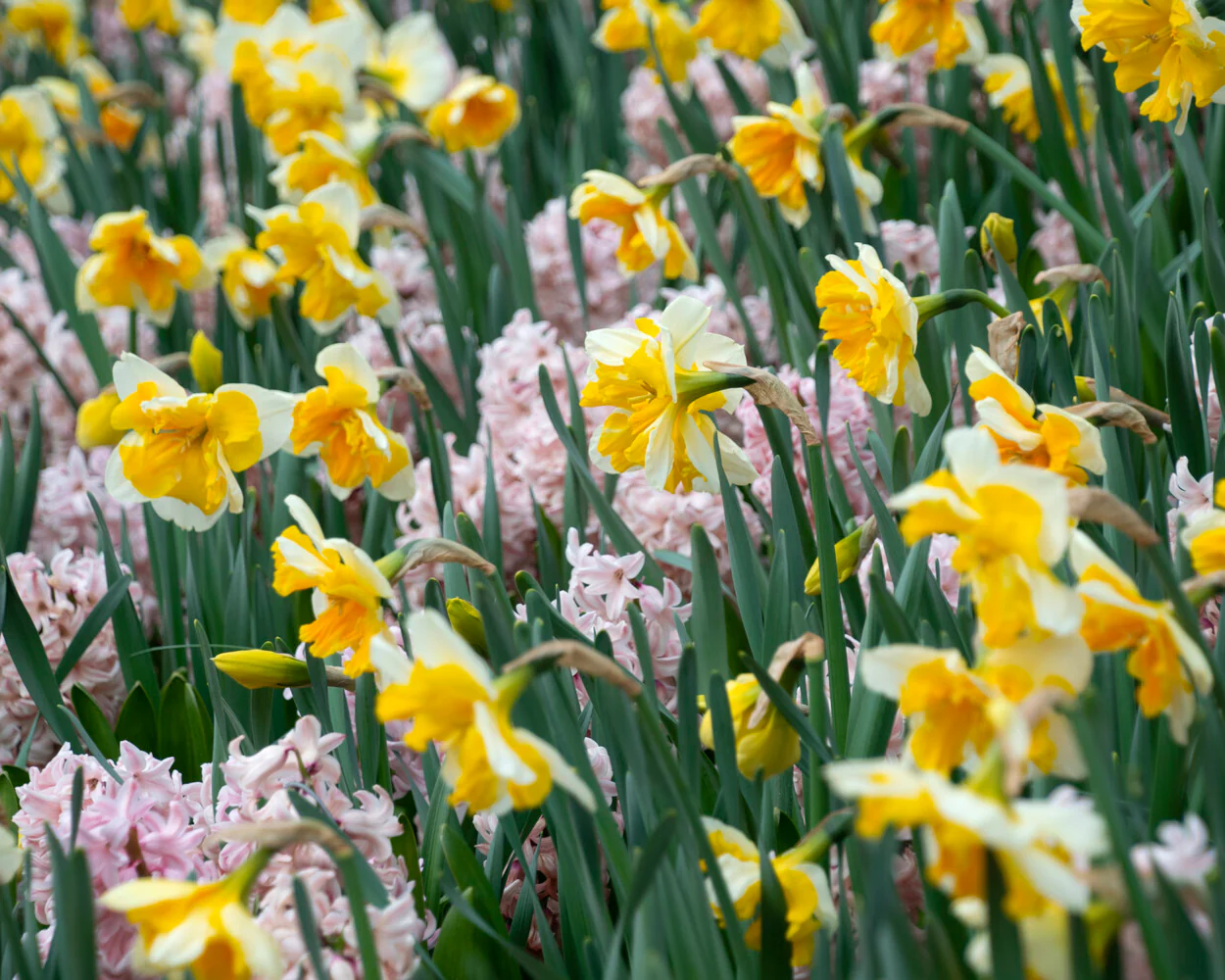 Narcissus 'Orangery' - Image 3