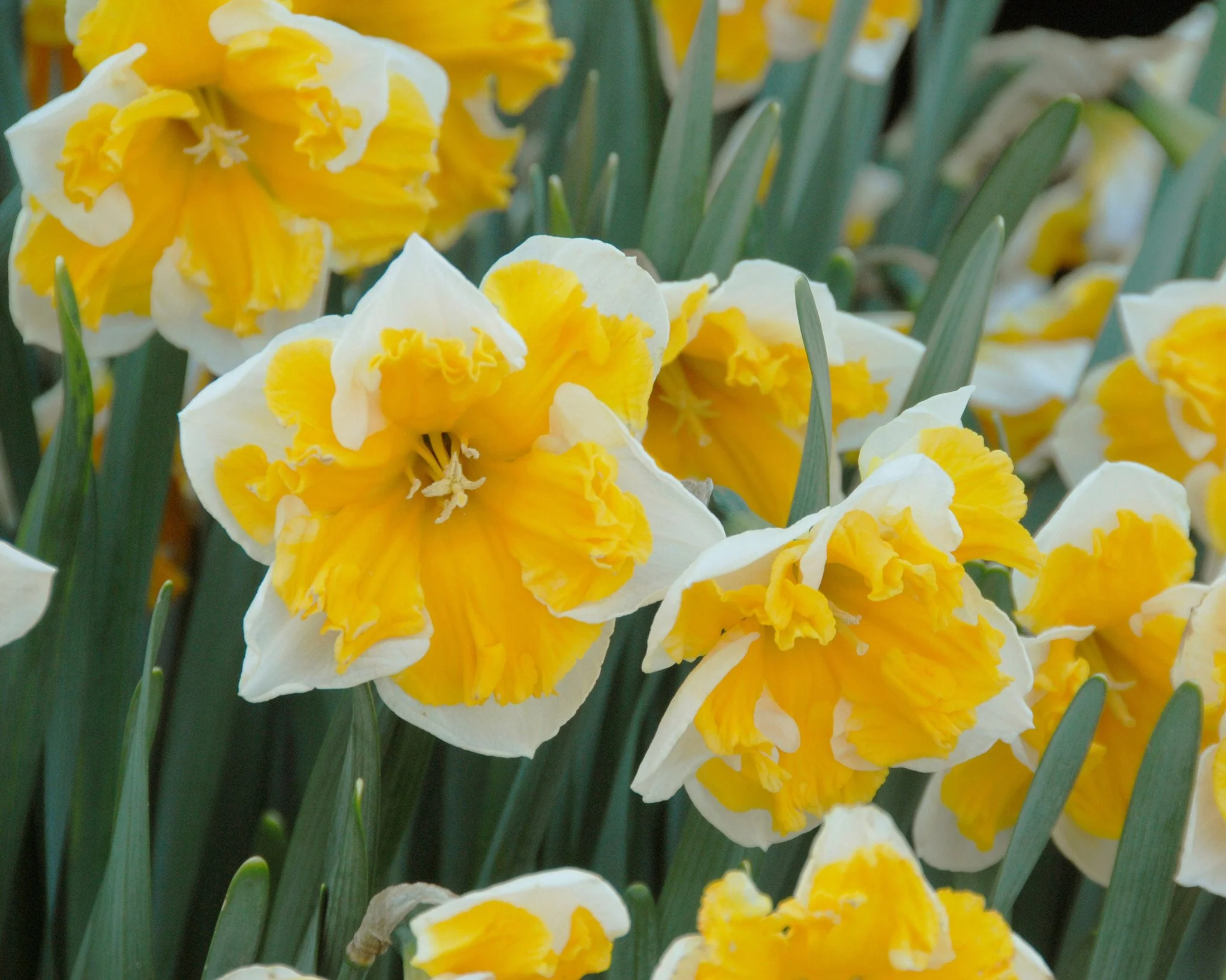 Narcissus 'Orangery' - Image 7