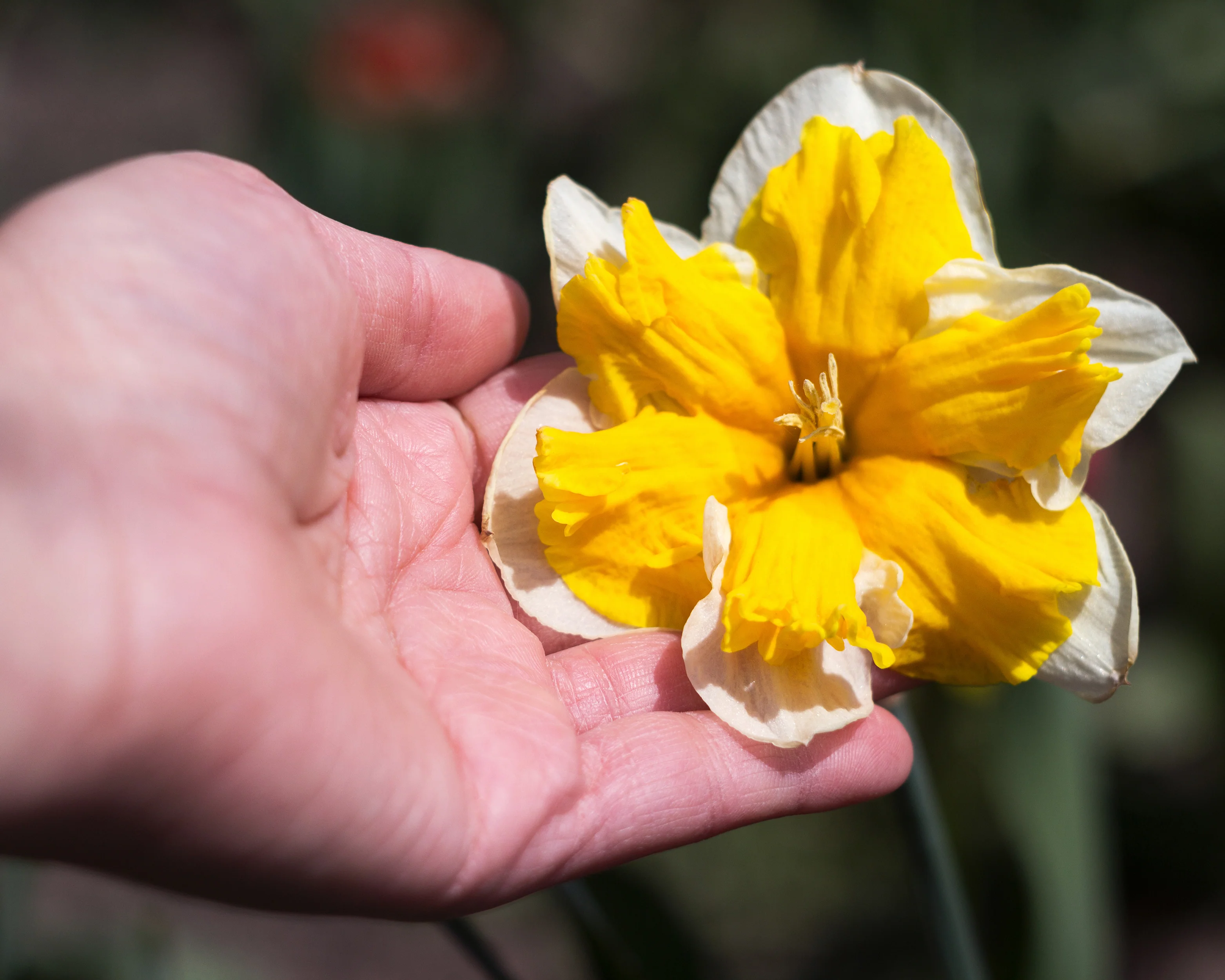 Narcissus 'Orangery' - Image 9