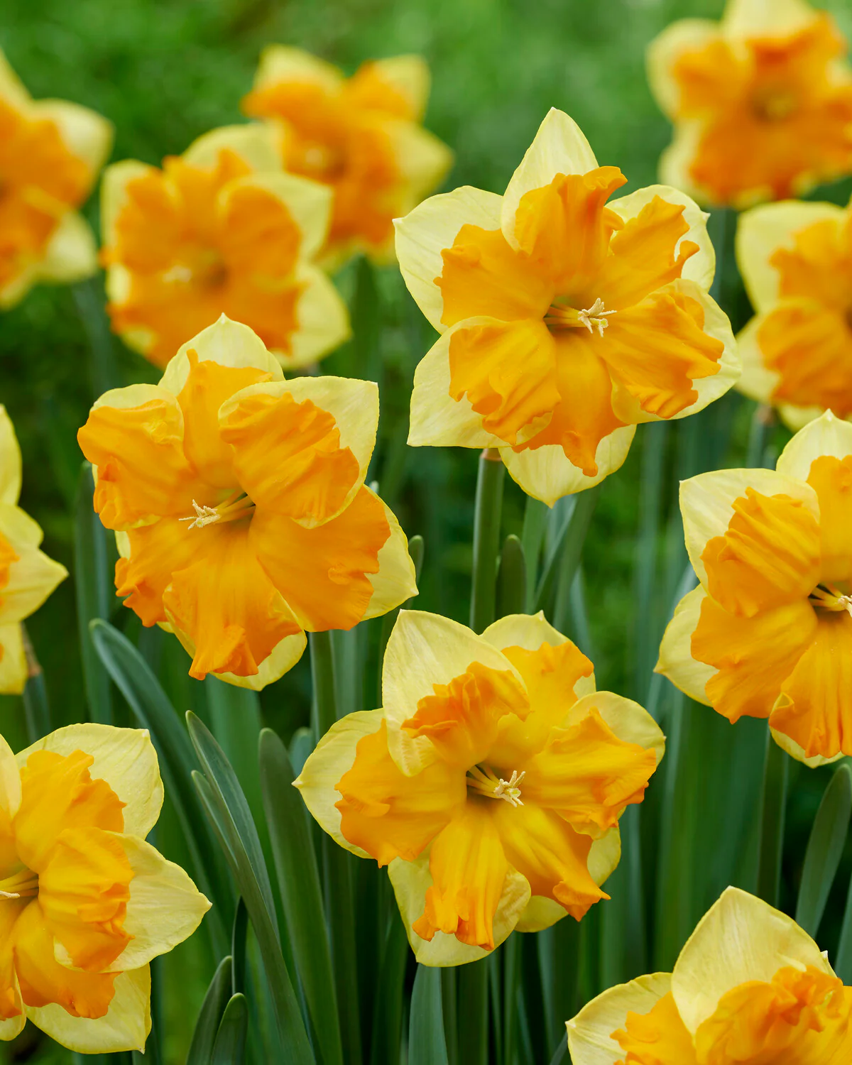 Narcissus 'Outright Orange' - Image 3
