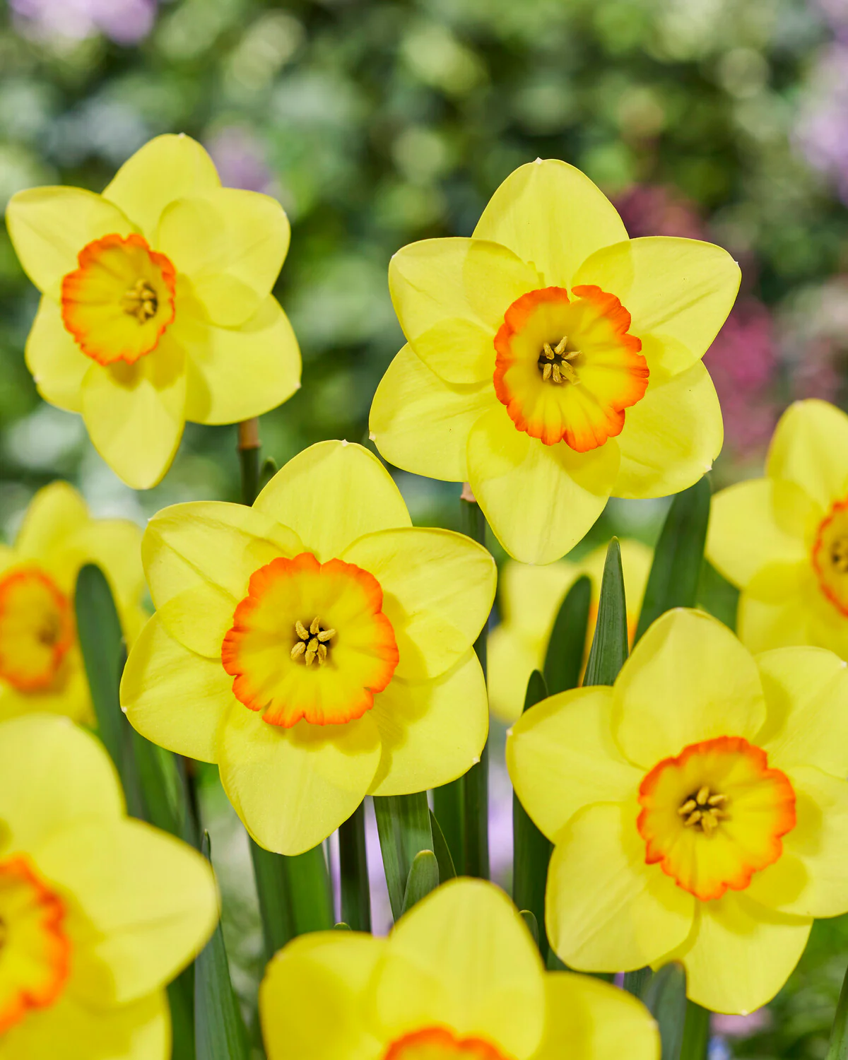 Narcissus 'Pacific Rim' - Image 2