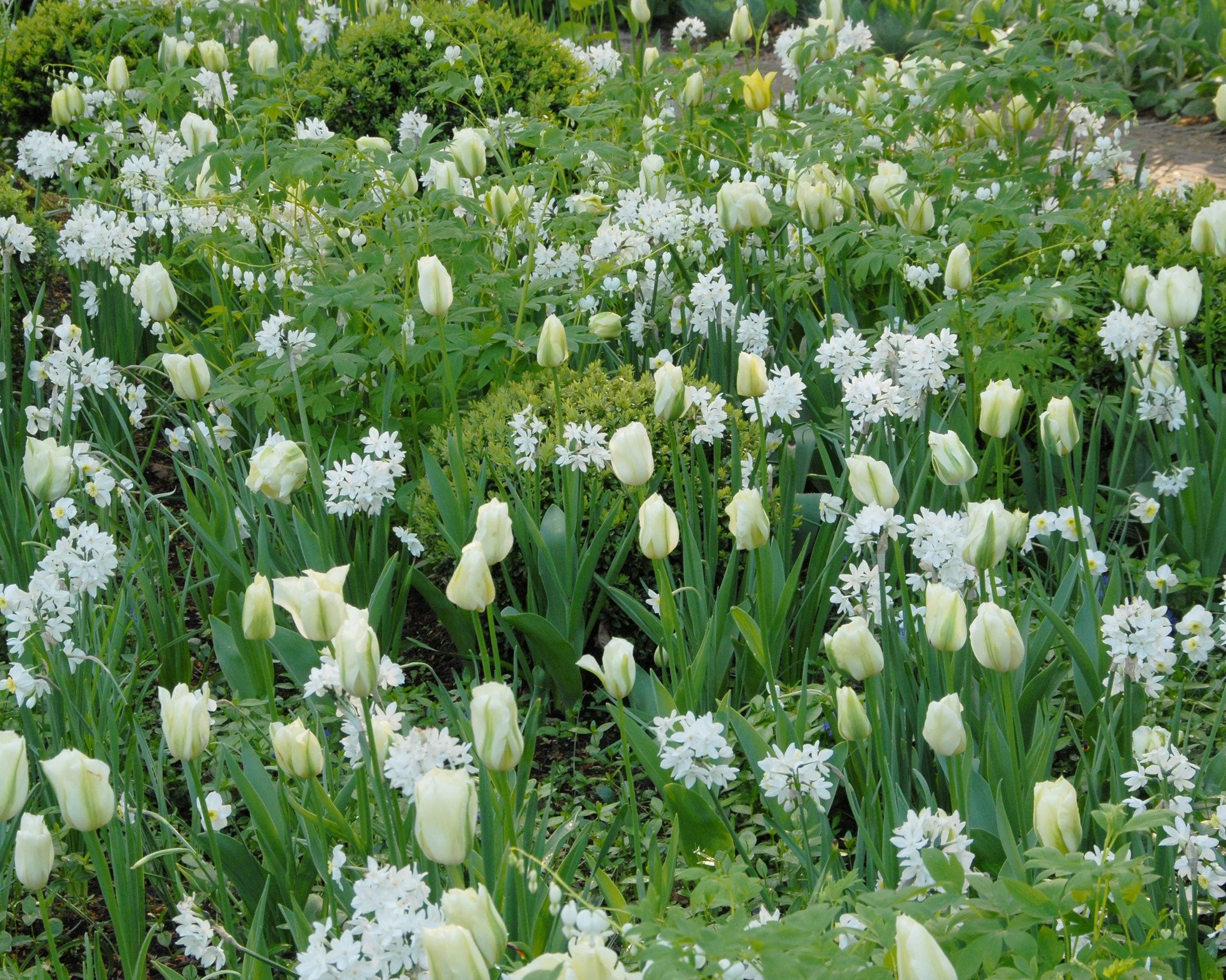Narcissus 'Paperwhite' - Image 12